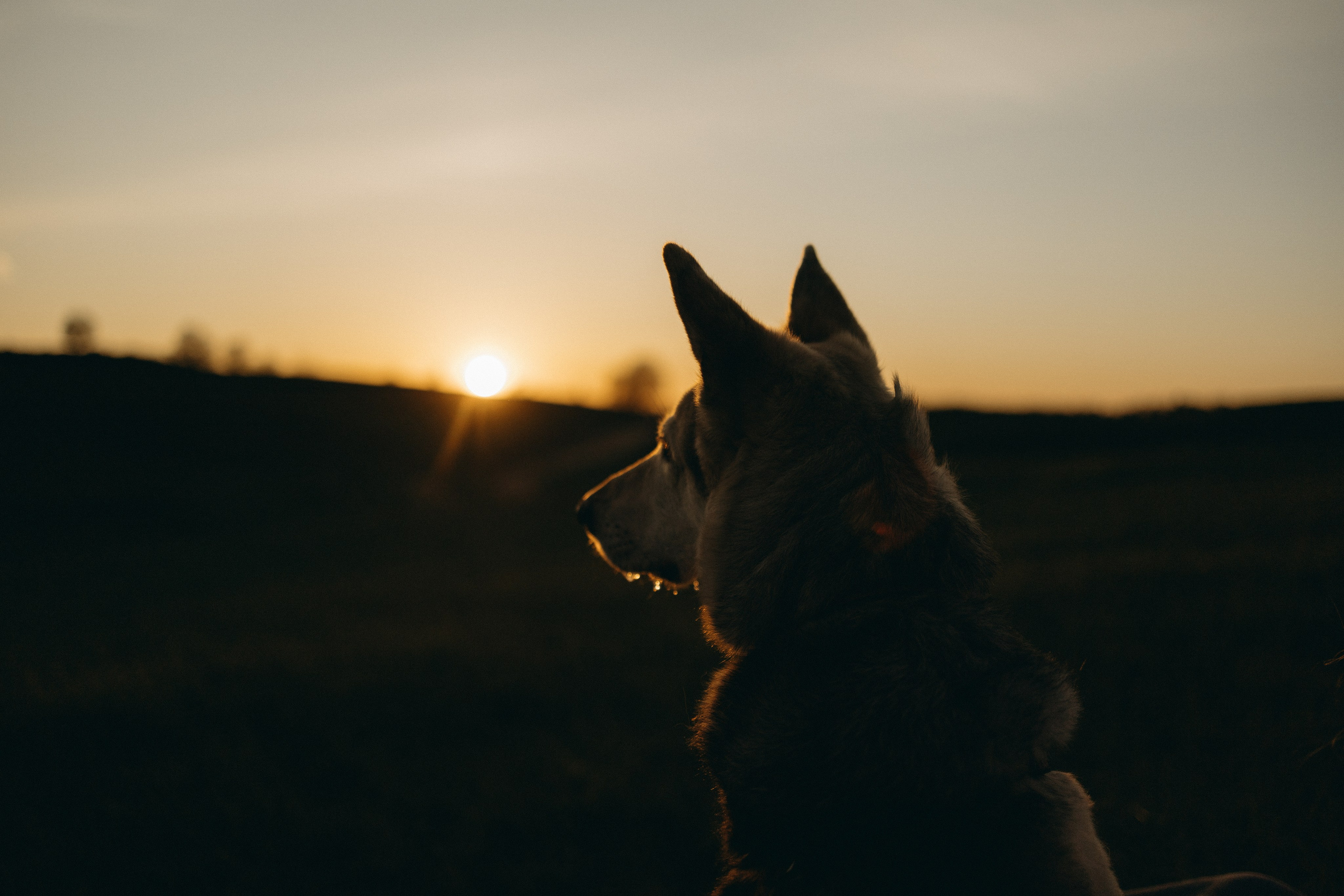 Саша и Зельда. Фотограф — Анималист | Санкт-Петербург