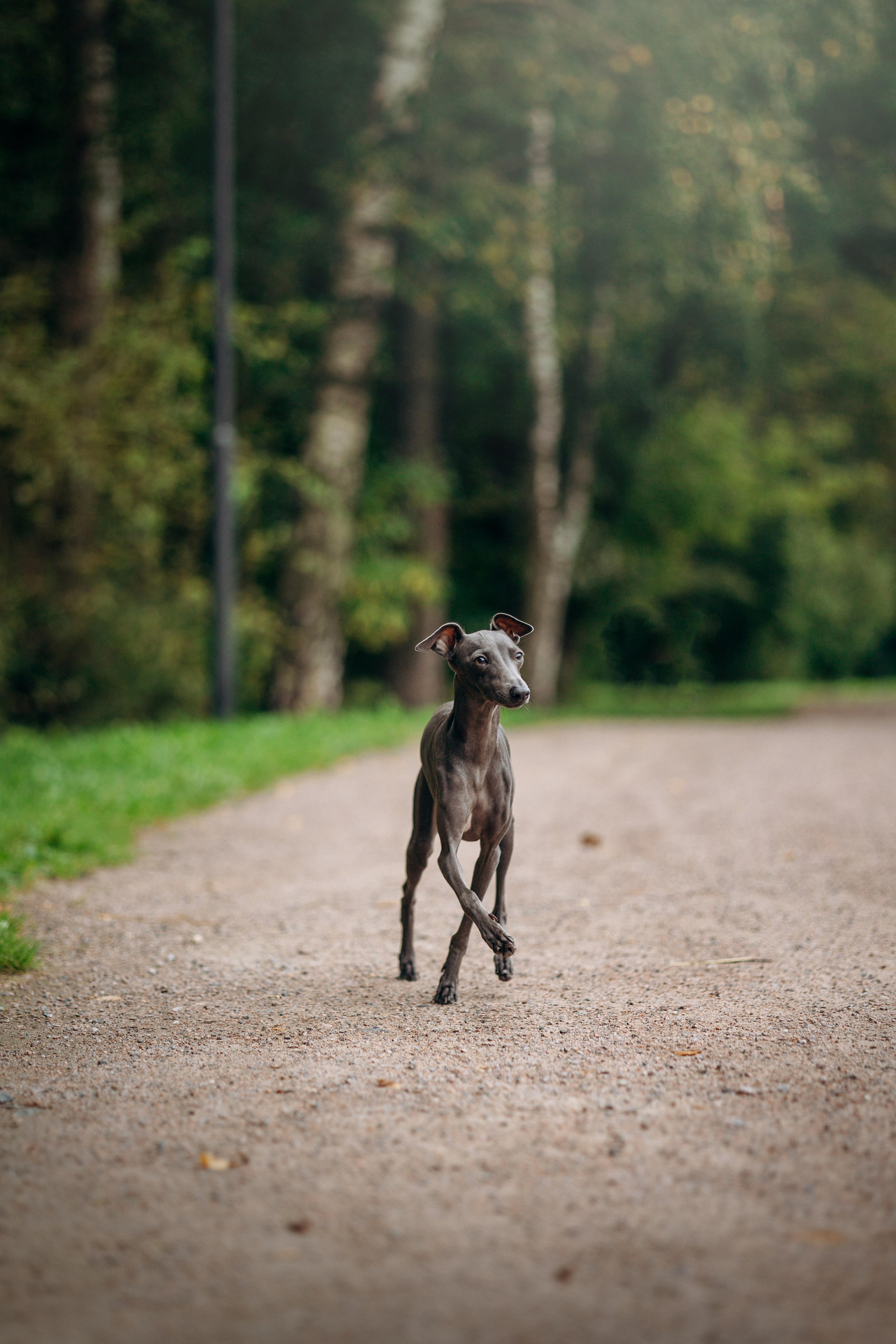 Лучик и ее семья. Фотограф — Анималист | Санкт-Петербург