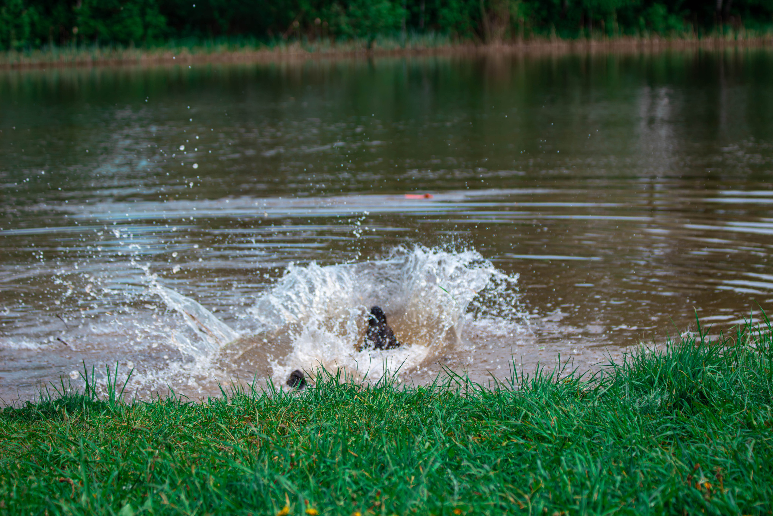 Фотосессии с животными Тула. Фотограф анималист — Тула, Москва