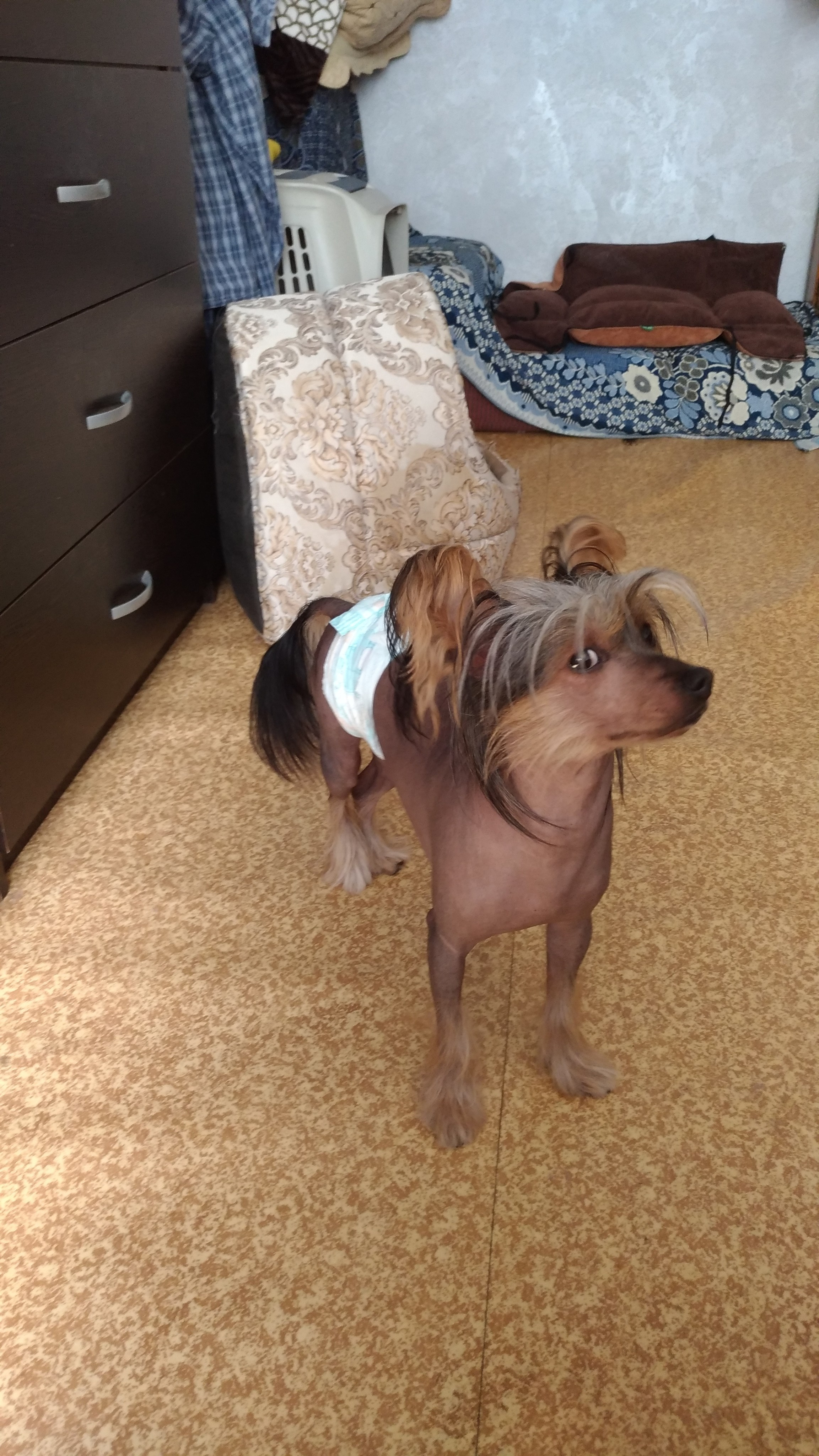 Адамусик милый малыш. Питомник китайских хохлатых собак Poale Ell: купить щенка в питомнике