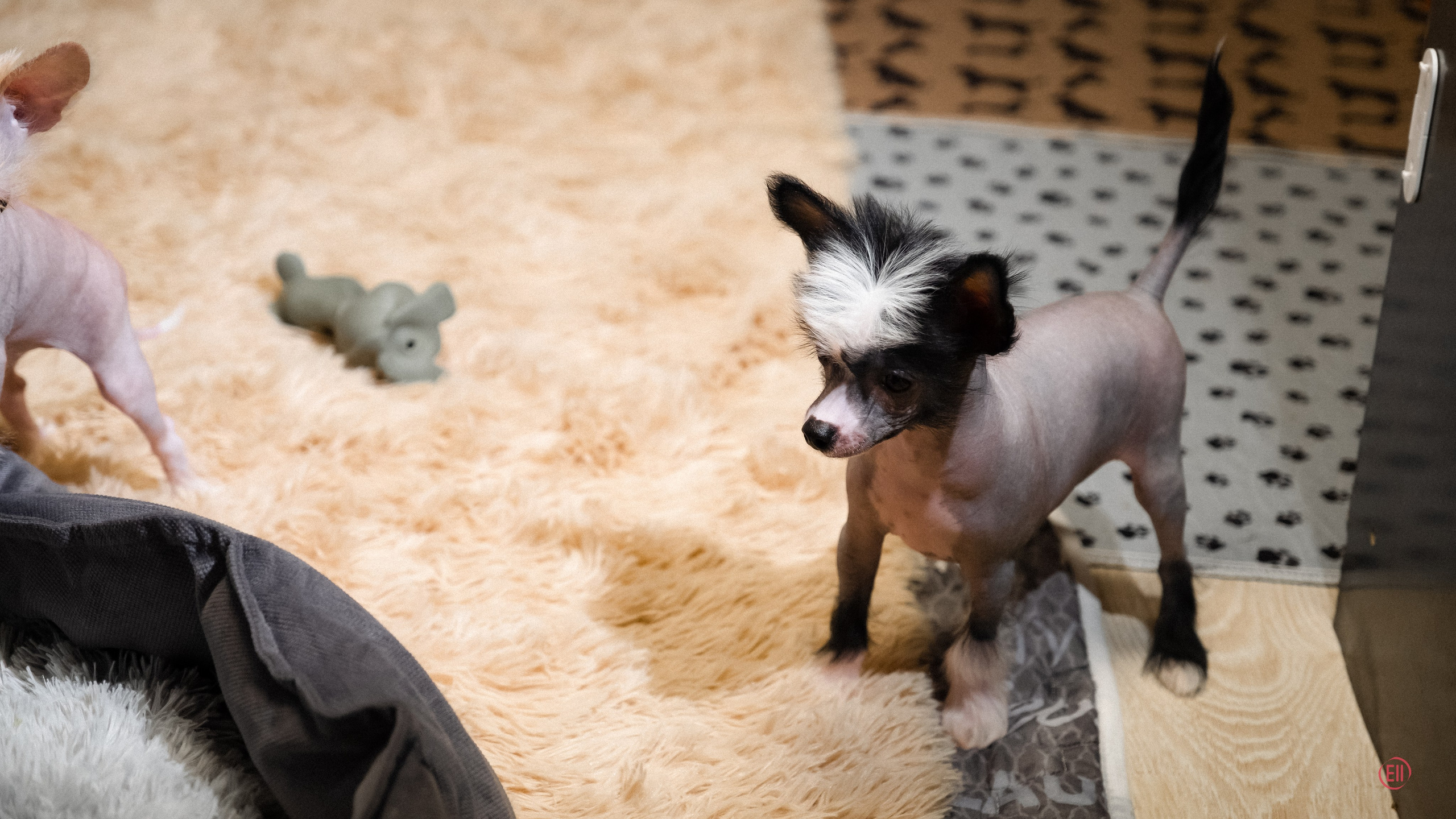 С наступающим 2026 Новым Годом!. Poale Ell Chinese Crested Dog Kennel: Buy a puppy from the kennel