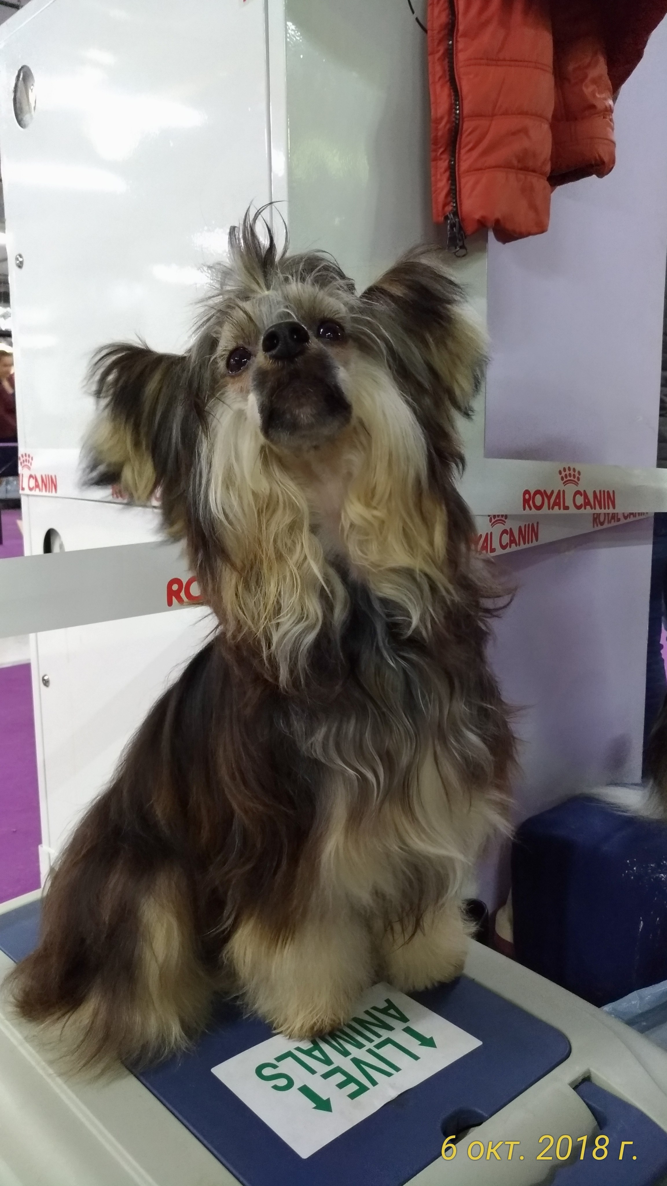 Poale Ell Bazhen. Chinese Crested Dog Kennel Poale Ell