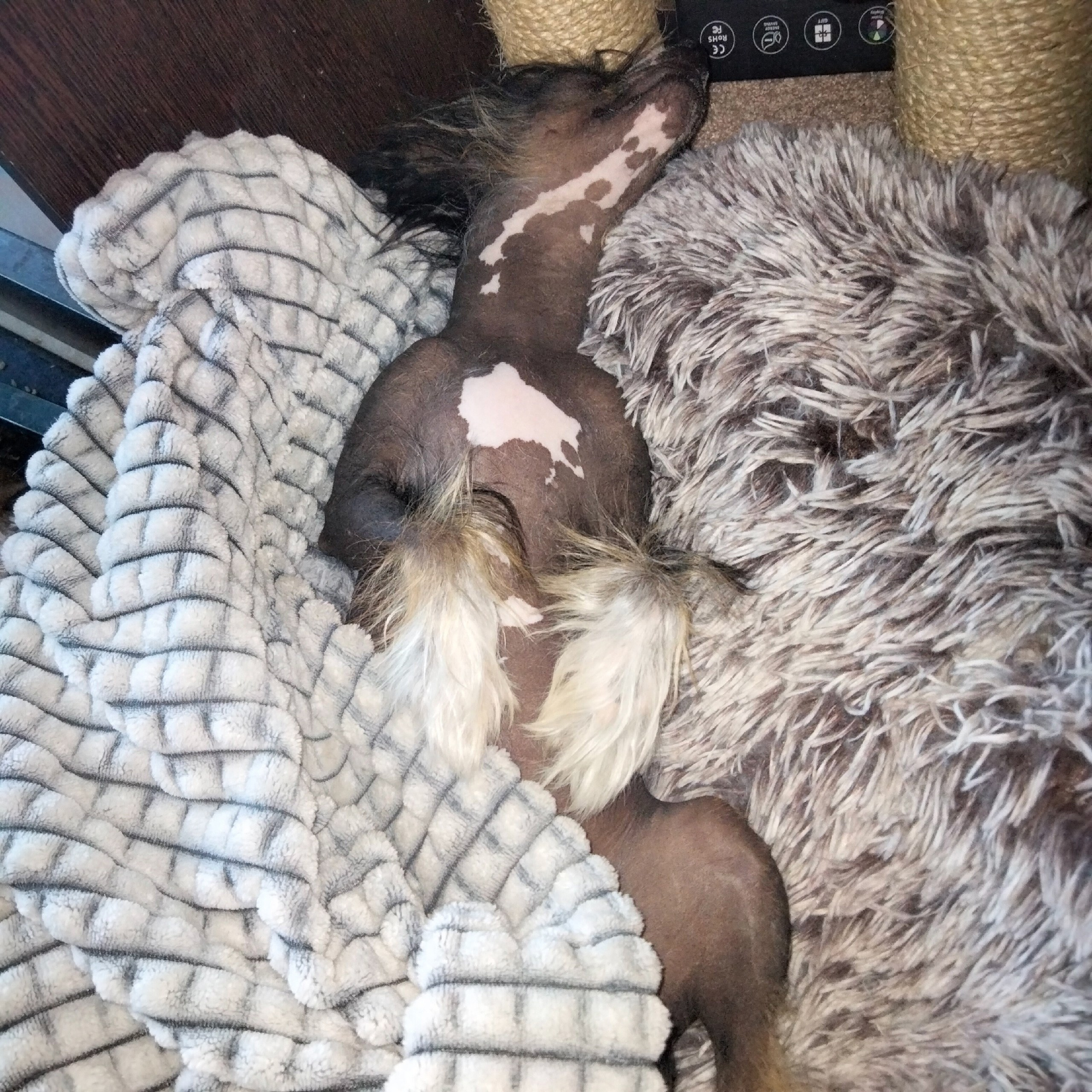 Poale Ell Vinsent. Chinese Crested Dog Kennel Poale Ell