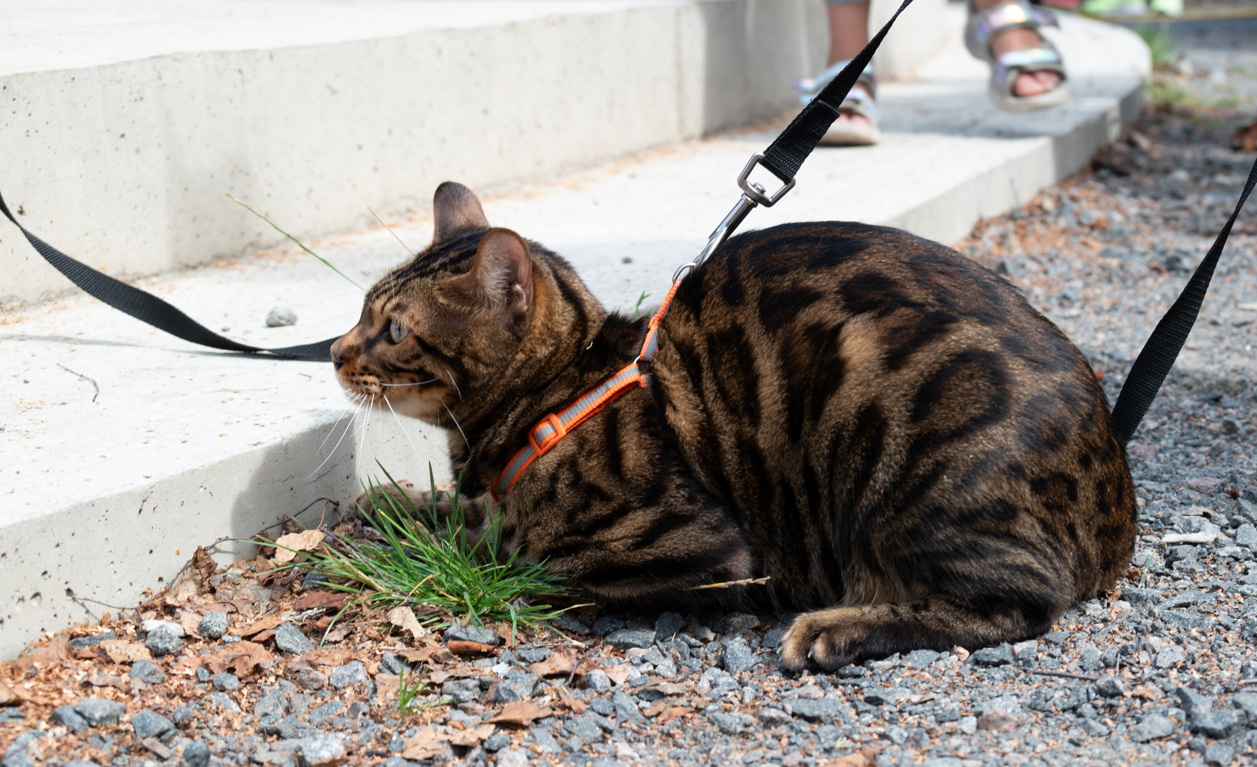Pets Fest. Юлия Чайко, фотограф в Минске