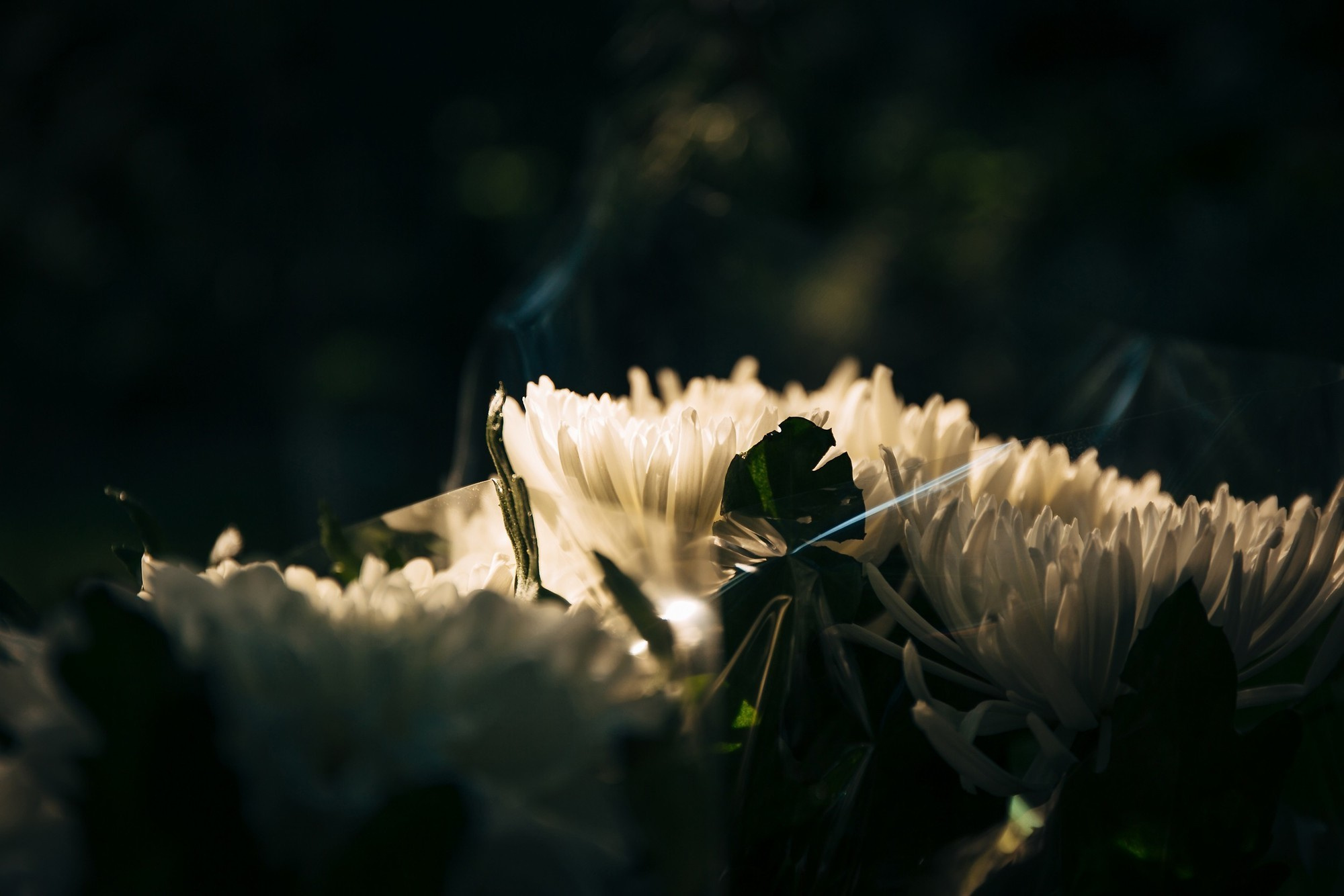 Дым, лофт, кальян, Цыгане. Самый свадебный фотограф