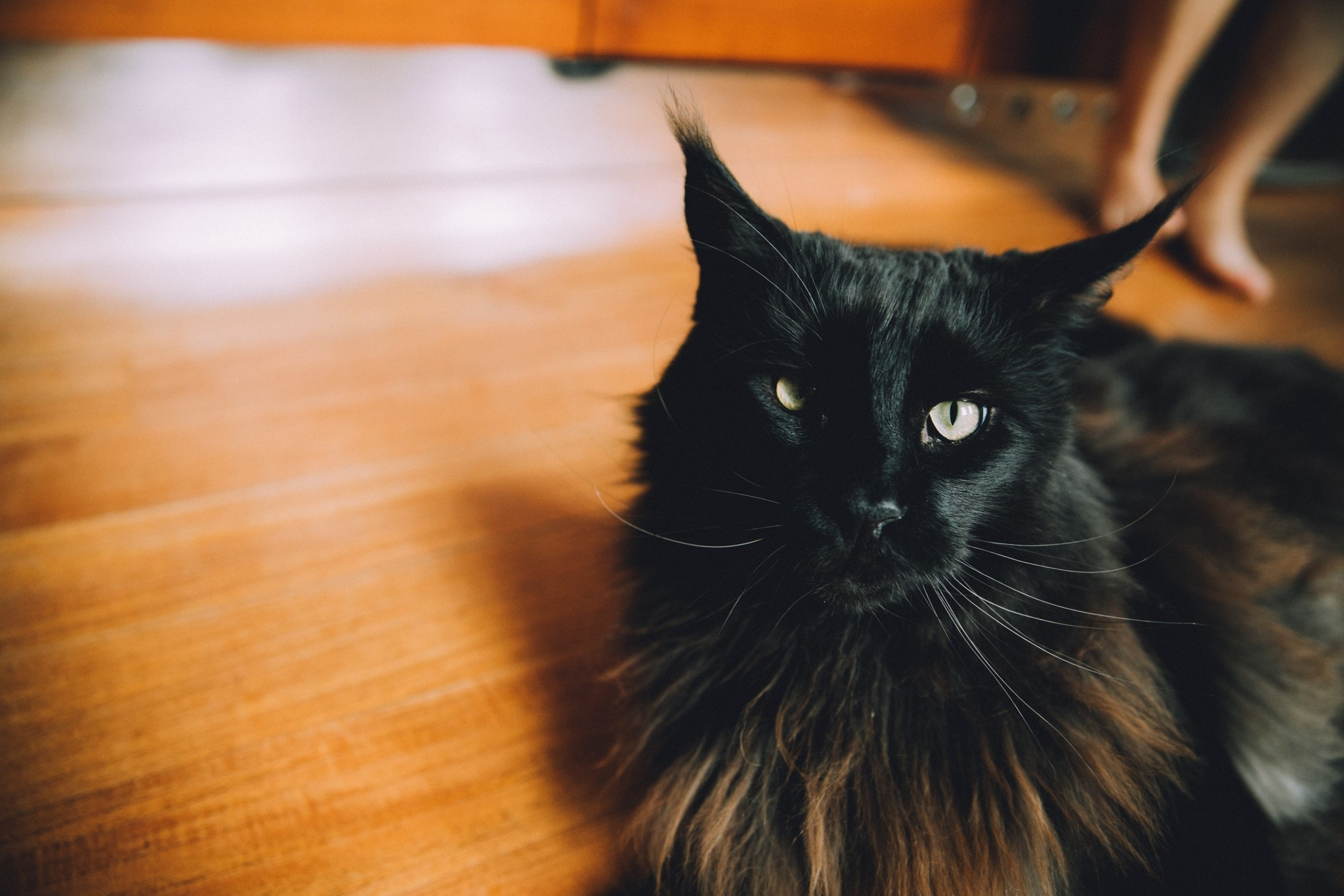 Трое дома, не считая кота. Самый свадебный фотограф