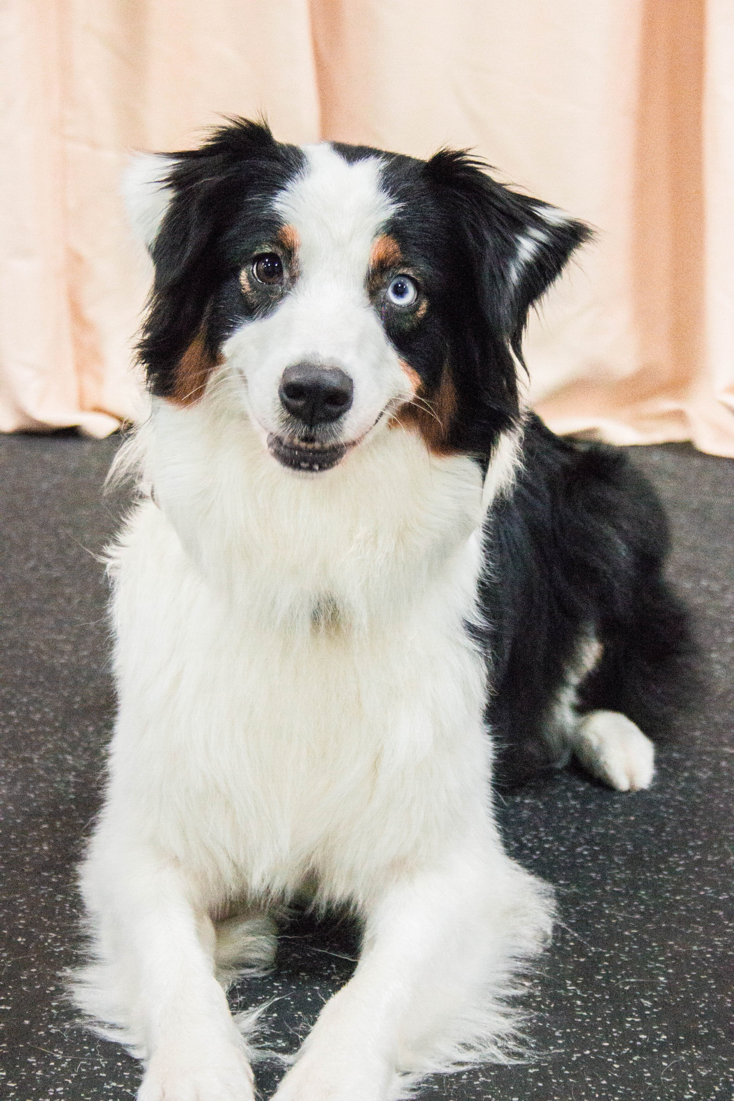 Синдра. BLGKV питомник собак