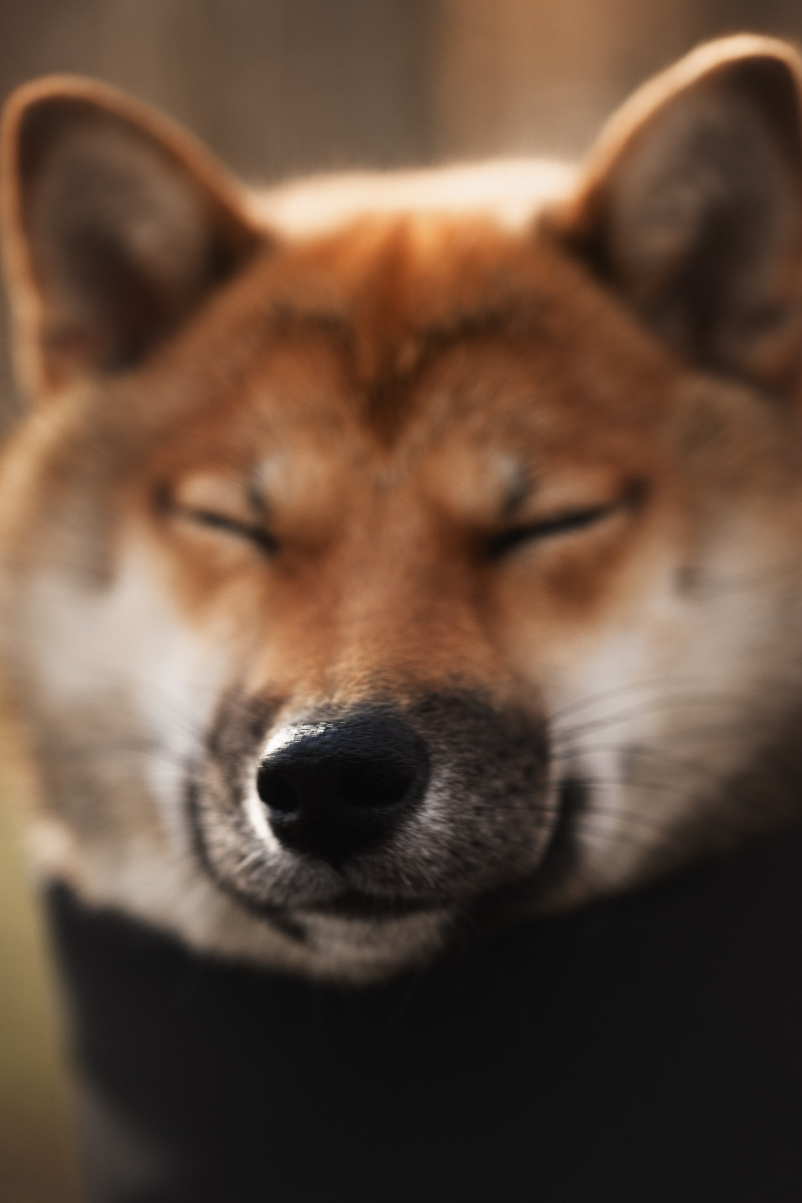 Оши | Сиба-Ину |. Фотограф