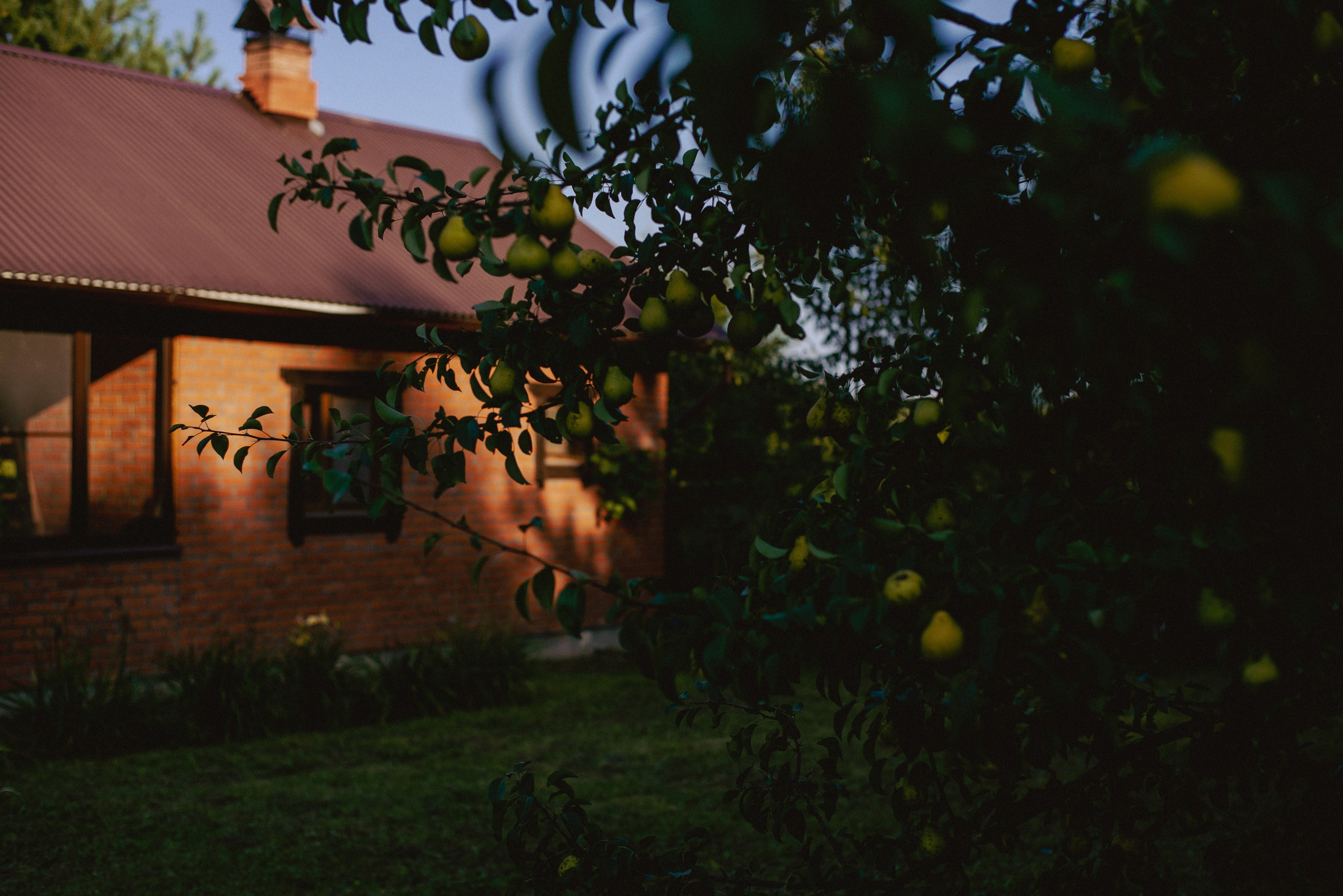 Flowers. Фотограф г. Санкт-Петербург