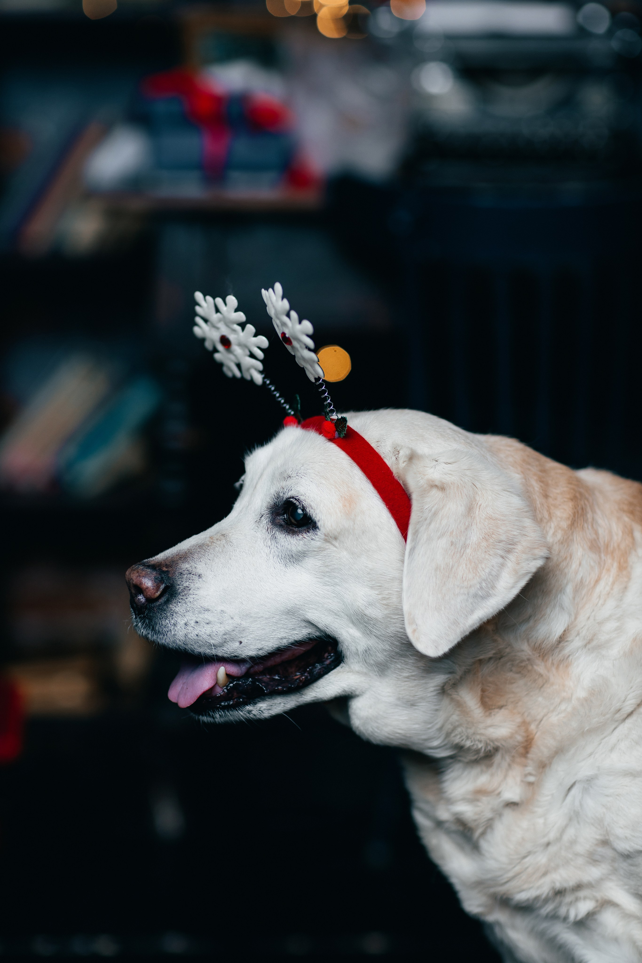 Новогодние фотопроекты. Свадебный и семейный фотограф в Нижнем Новгороде и Москве Сергей Полян