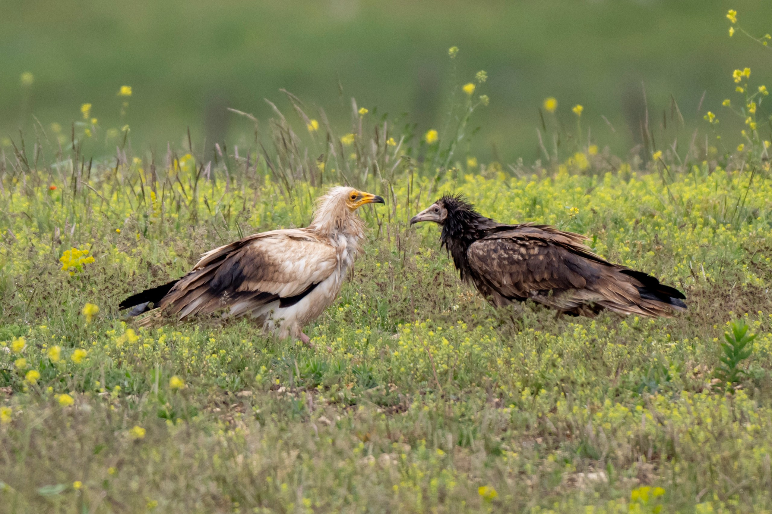 Дикая природа Дагестана. Май 2025 г. Foto-Zuev фотография как искусство