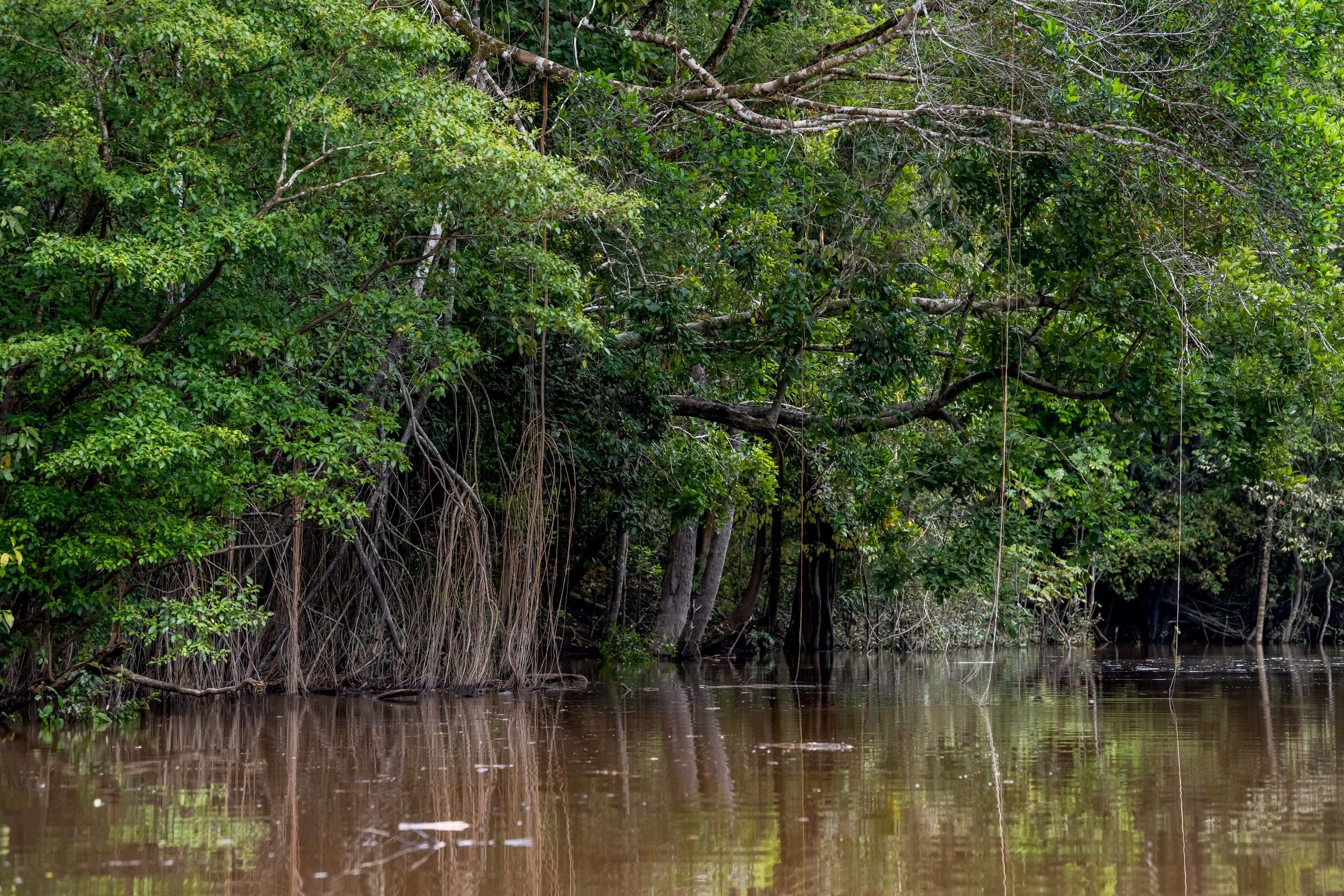 Джунгли Амазонки