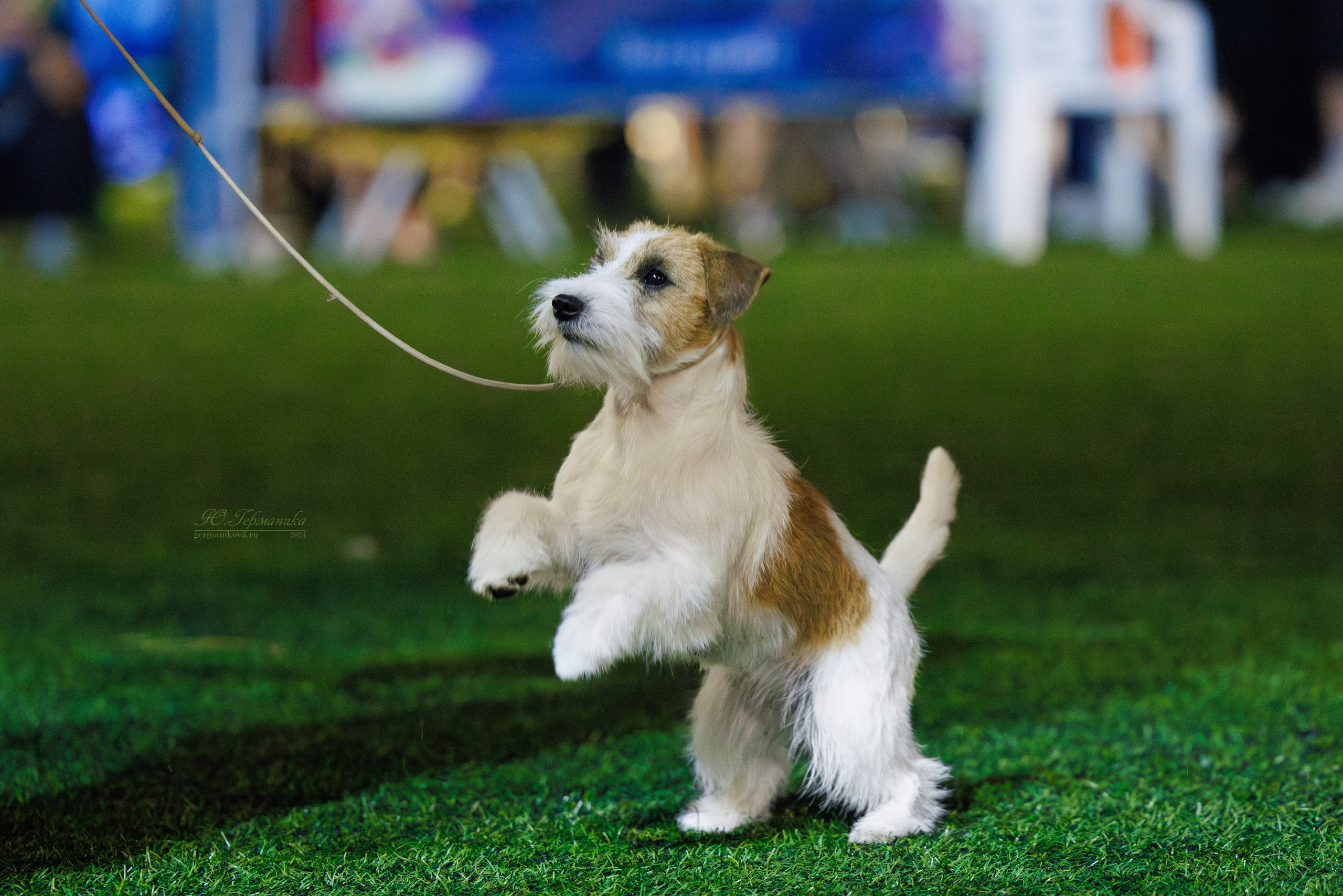 Волгоград 2-4.08.2024. Фотограф-анималист Юлия Германика