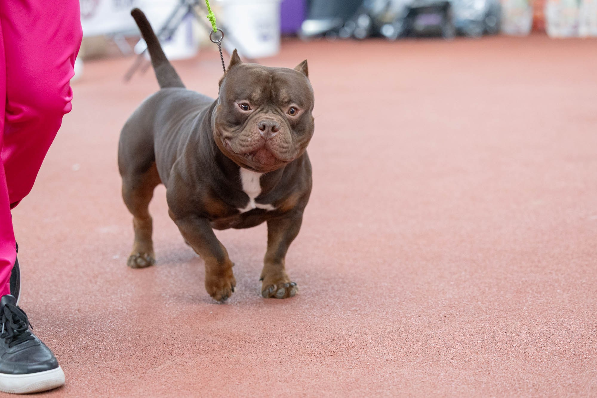 IDBC. Виктория Михайловская. Фотограф-анималист. Москва