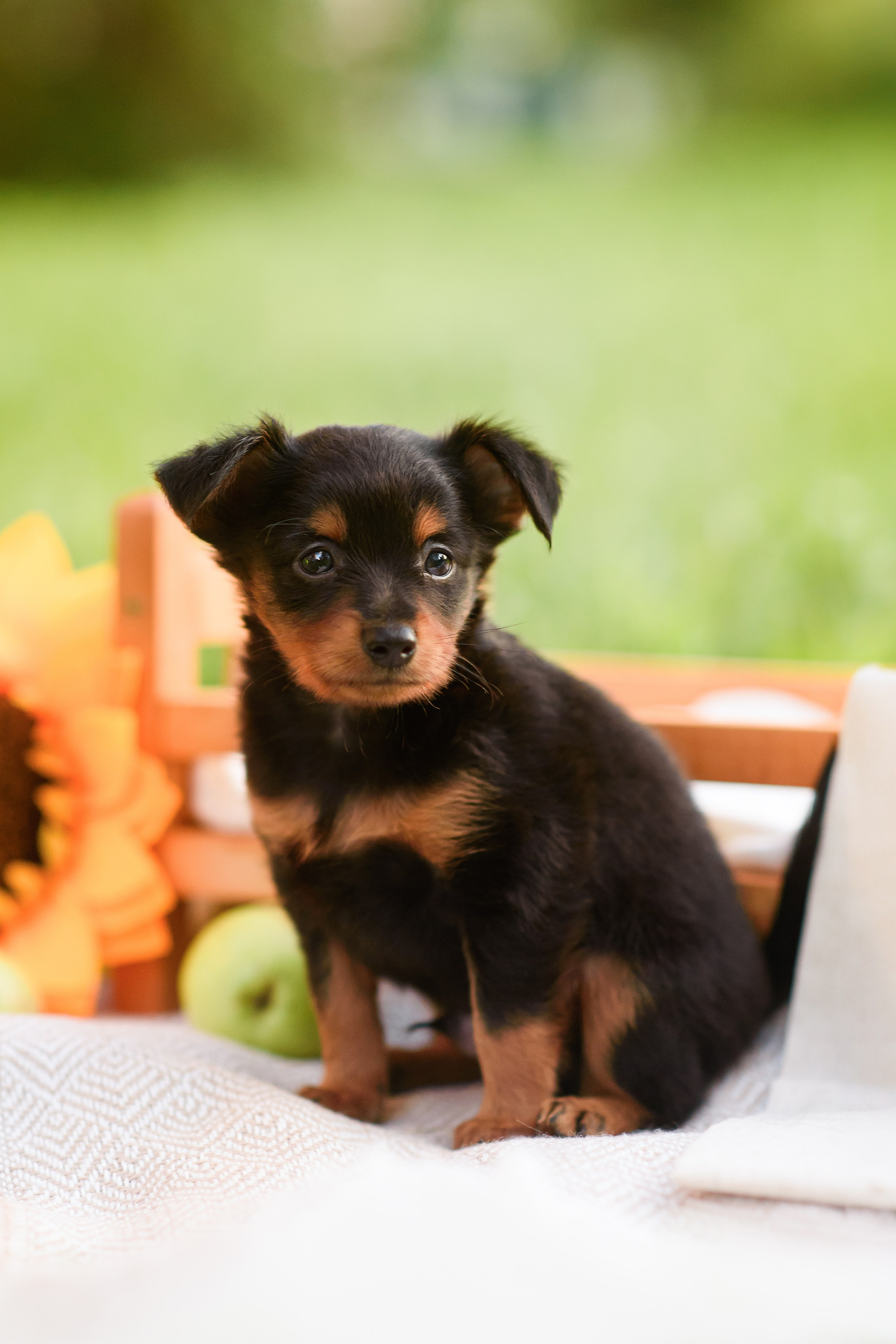 Щенки Пражских крысариков — 03.08.2024. Фотограф — Анималист | Анна Абрамова