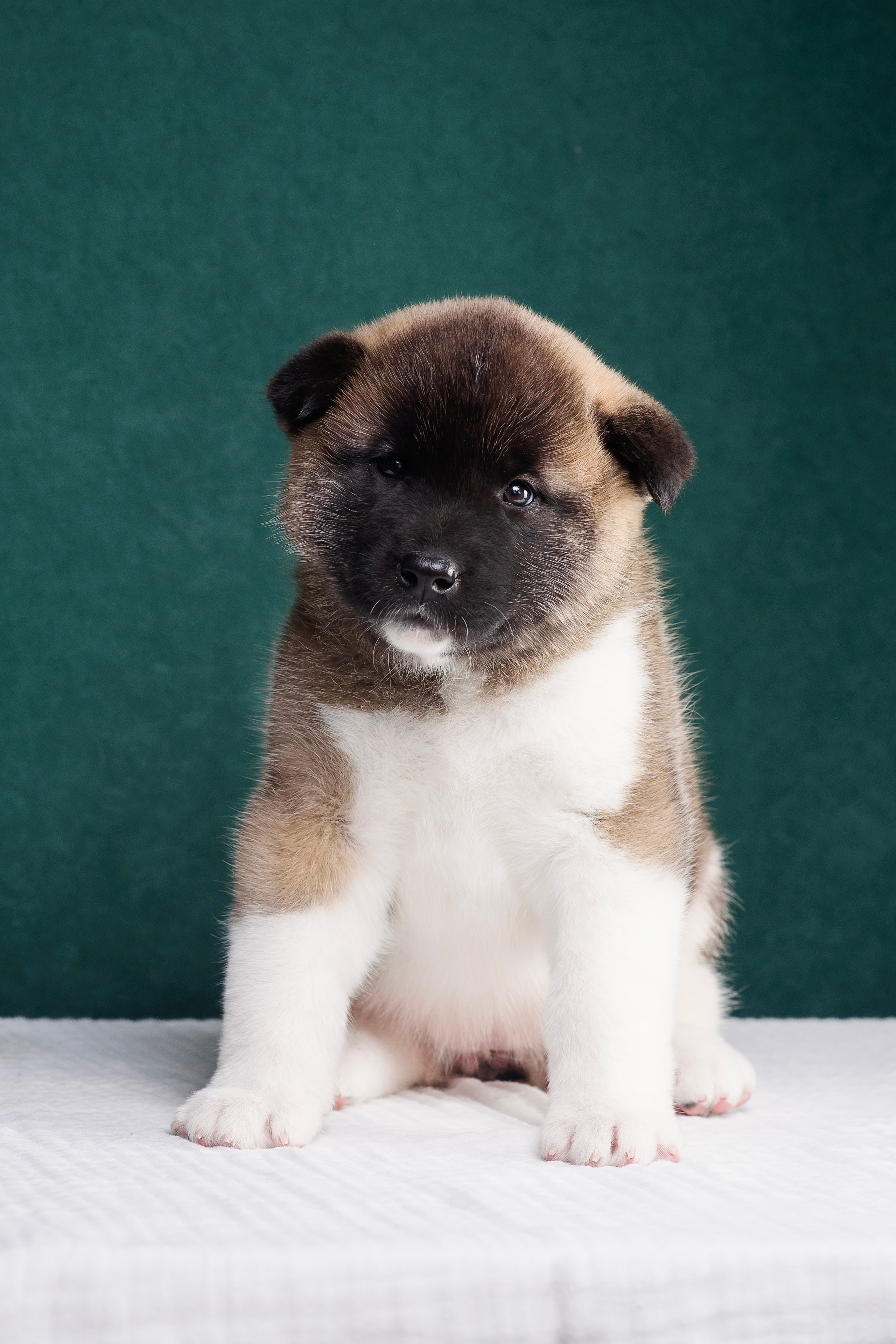 Щенки Американской Акиты. Фотограф — Анималист | Анна Абрамова