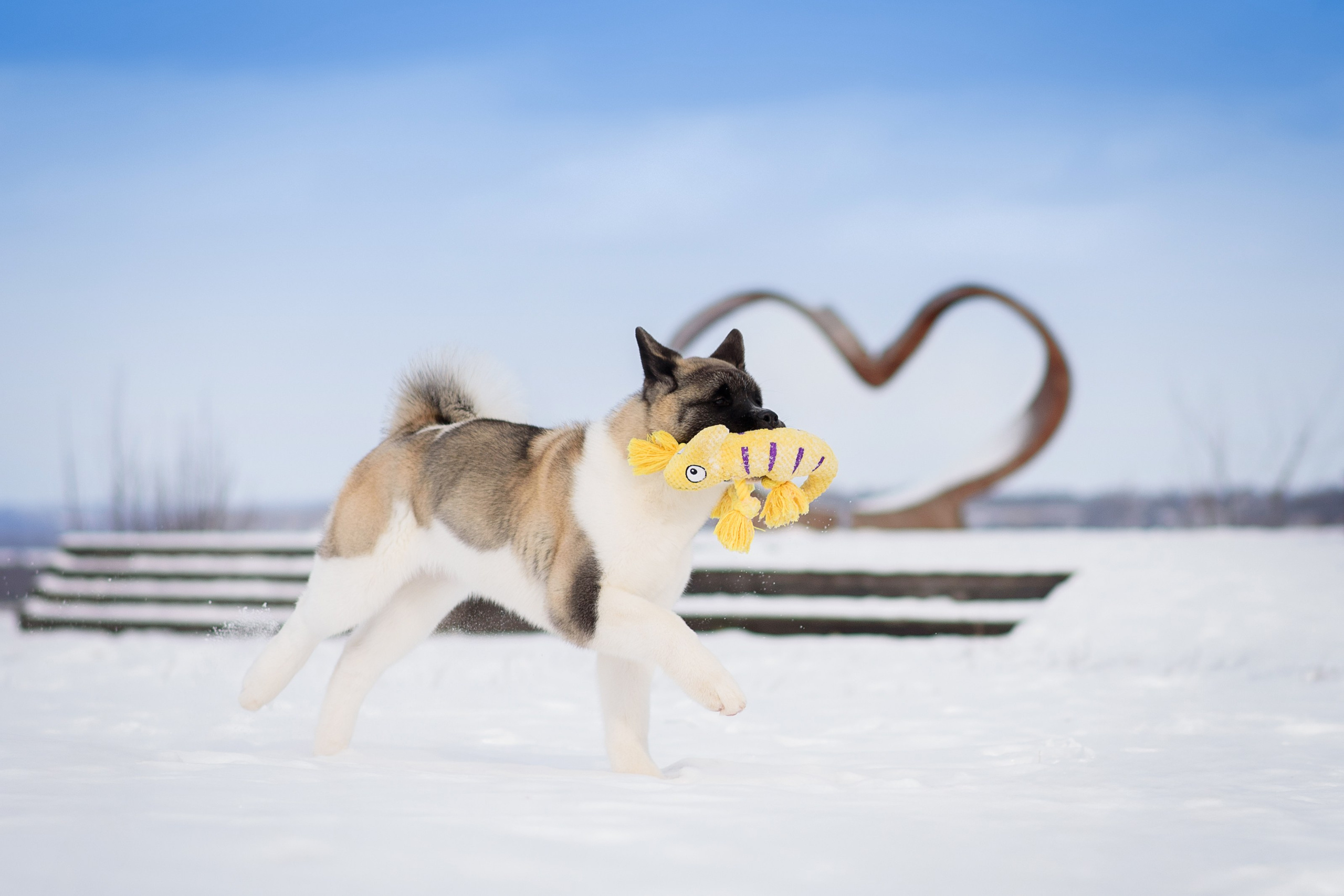 Эльза — 17.02.2025. Фотограф — Анималист | Анна Абрамова
