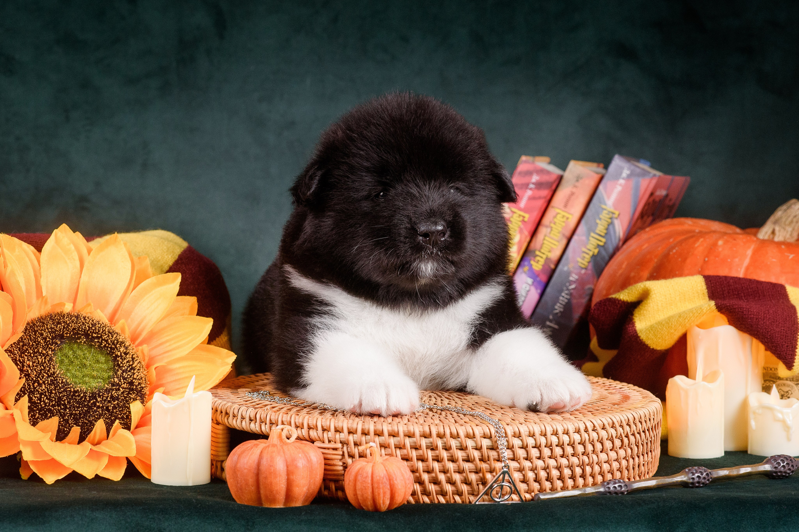 Щенки Американской Акиты — 04.11.2024. Фотограф — Анималист | Анна Абрамова