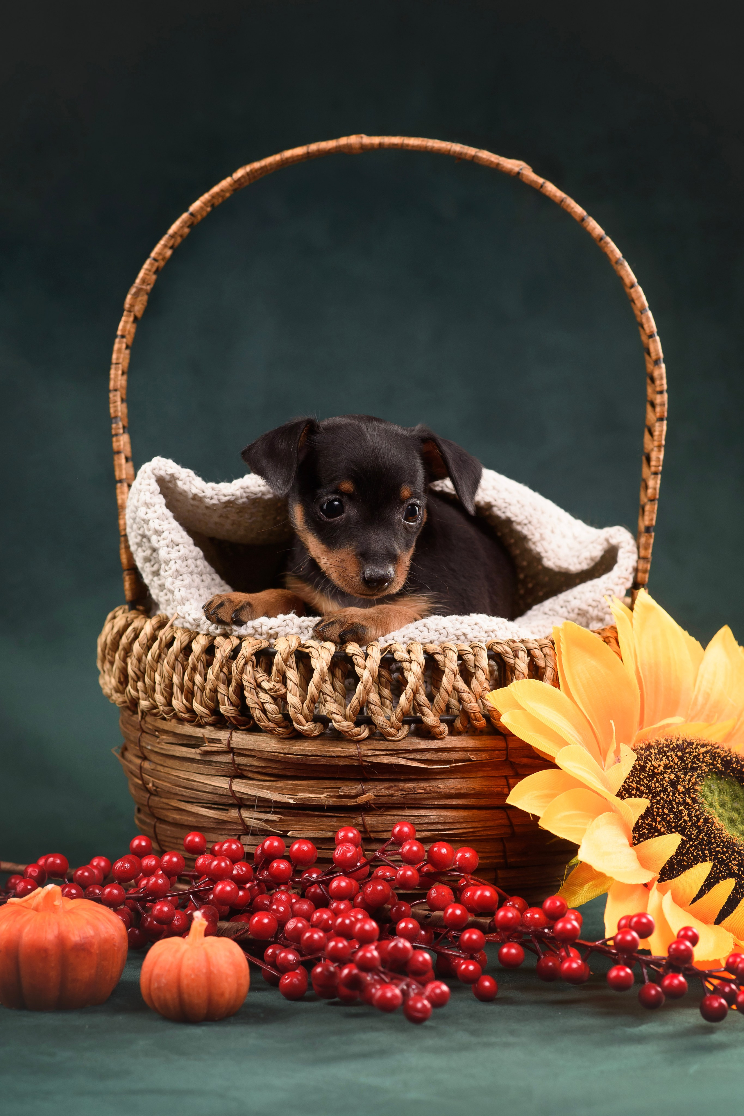 Щенки Пражского крысарика — 19.10.2025. Фотограф — Анималист | Анна Абрамова