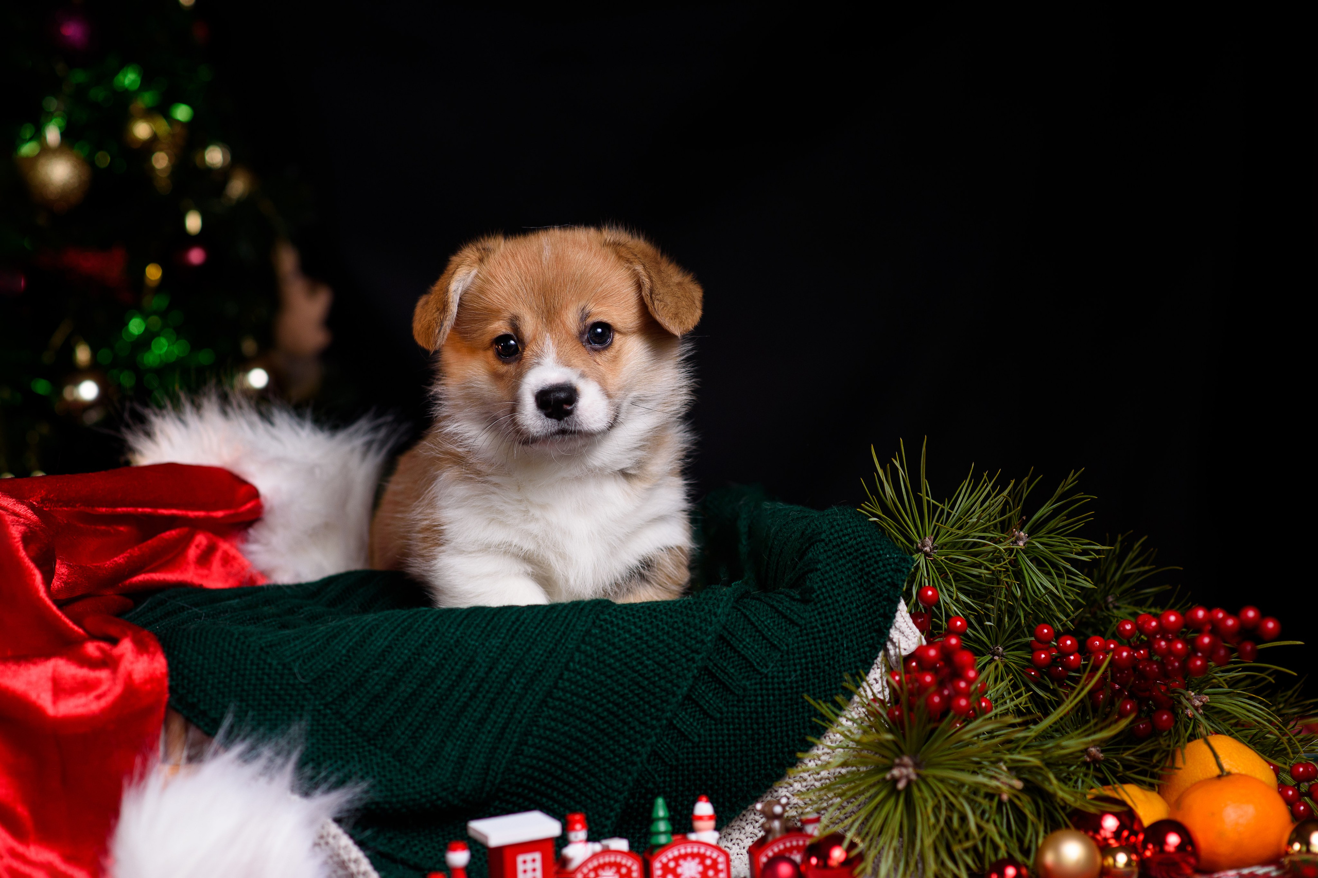 Щенки вельш корги пемброк. Фотограф — Анималист | Анна Абрамова
