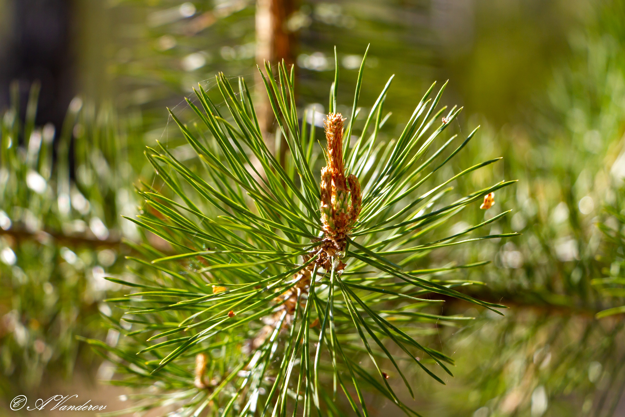 Красота природы. Фотограф Омск | Александр Вандеров
