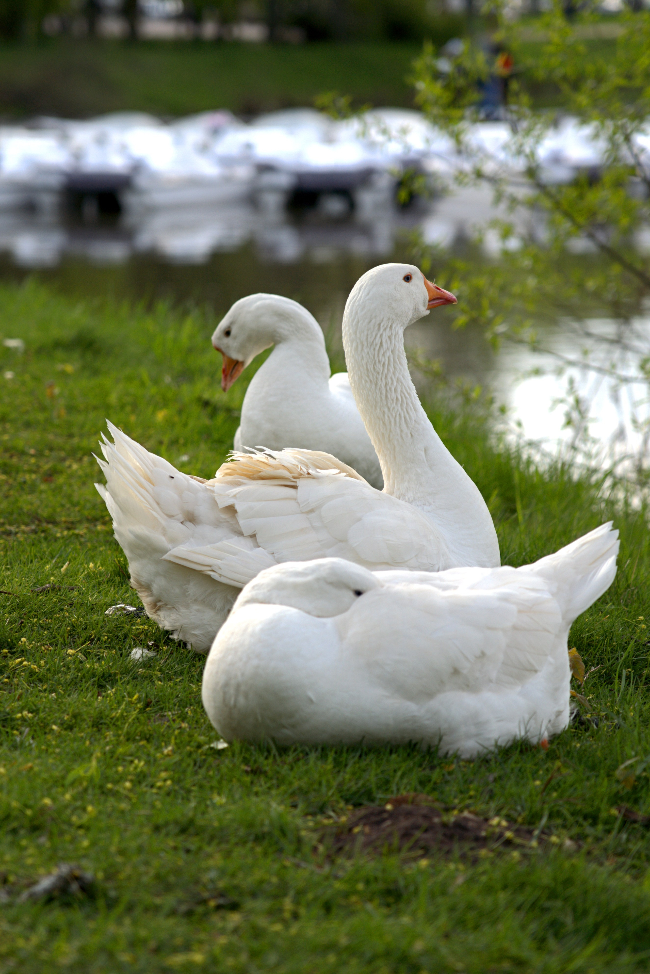 Музей-Заповедник «Царицыно» | 2025. GLAR