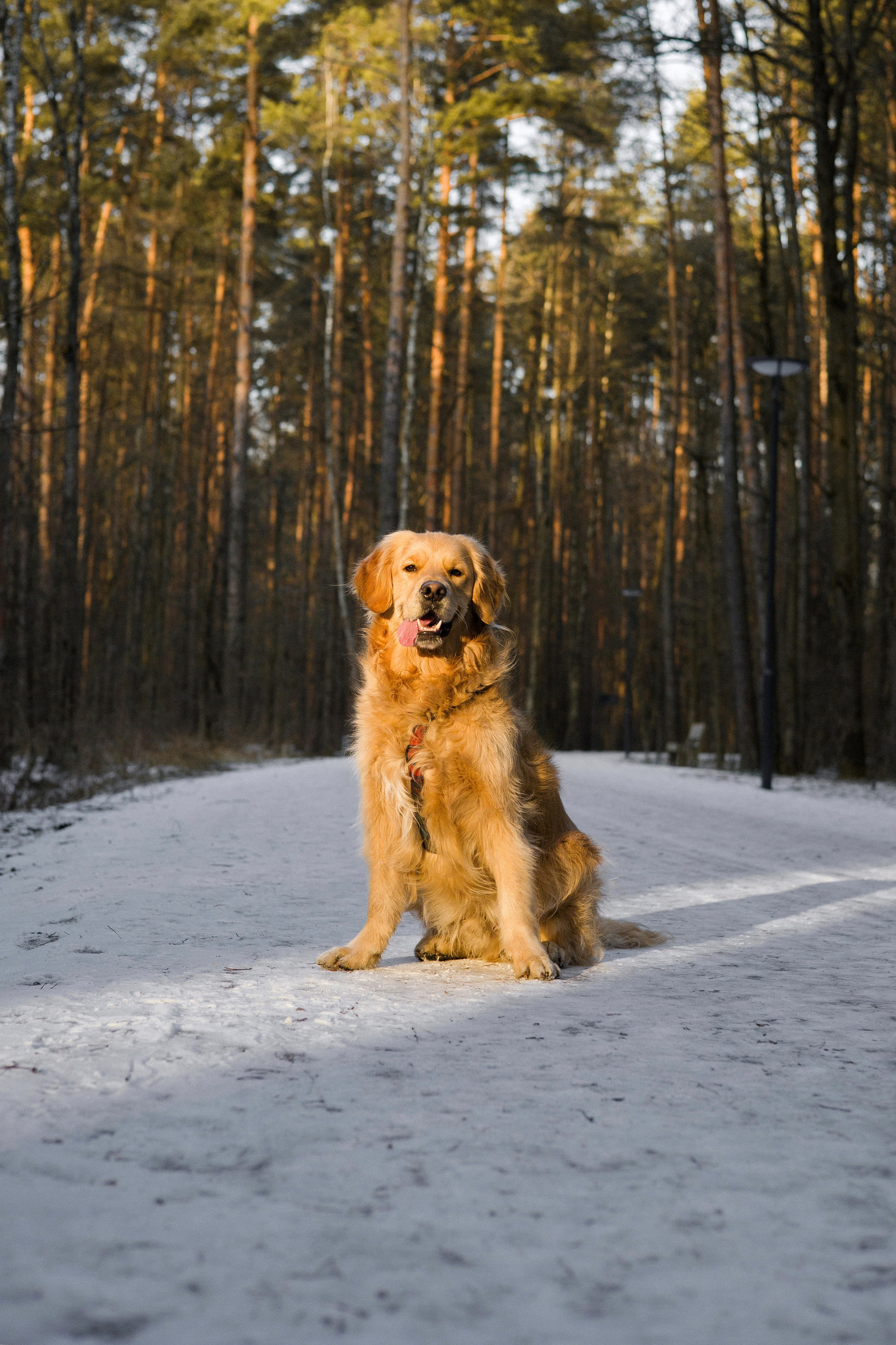 Лёва и Катя. Фотограф-анималист Ксения Шевцова|Москва