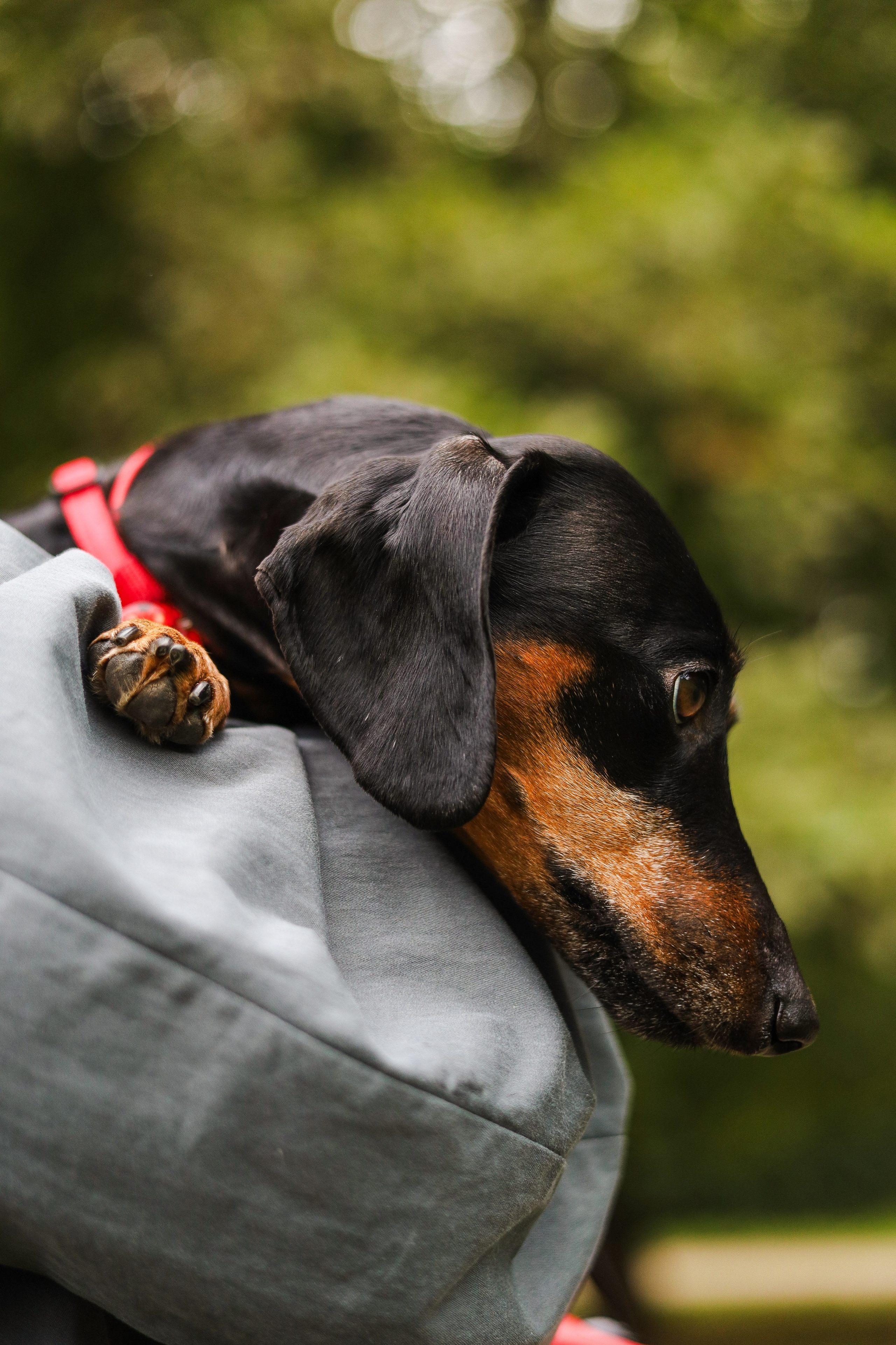 Моня и Оля. Фотограф-анималист Ксения Шевцова|Москва