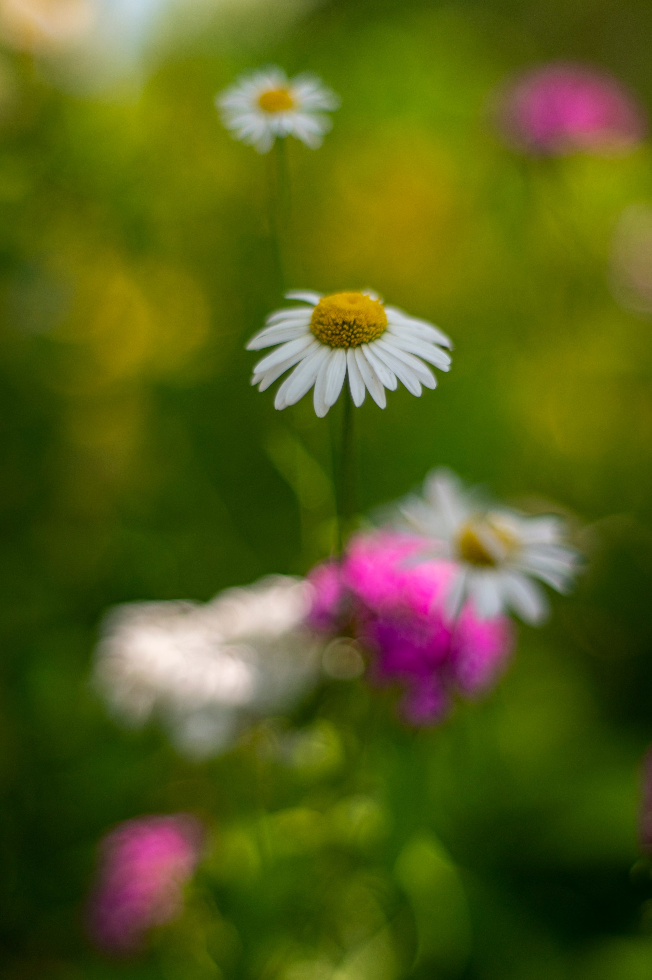 День ветеранов боевых действий 2022. Фотограф Роман Адлер