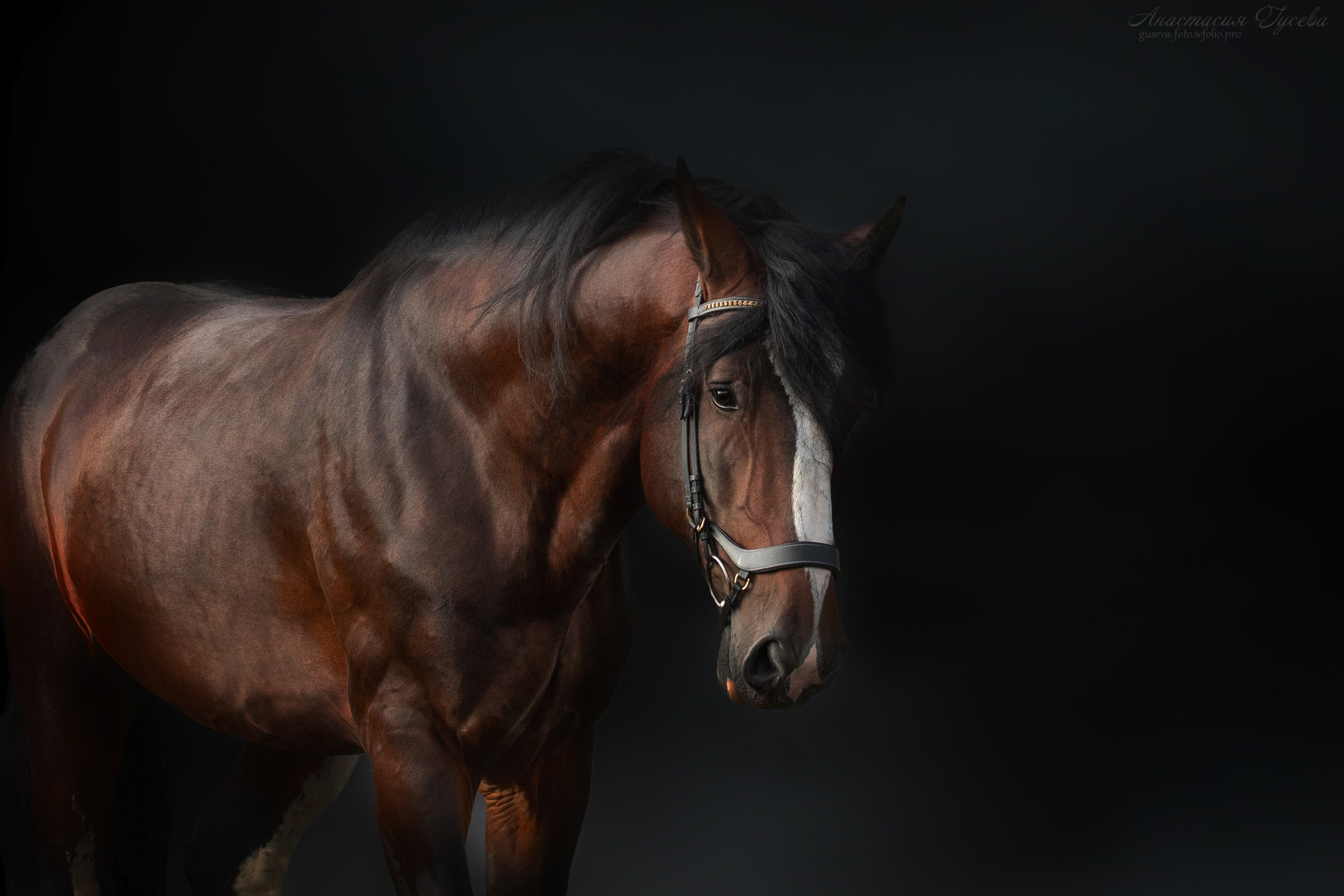 Фотосъёмка лошадей. Семейный и анималист фотограф в Переславле Анастасия Гусева