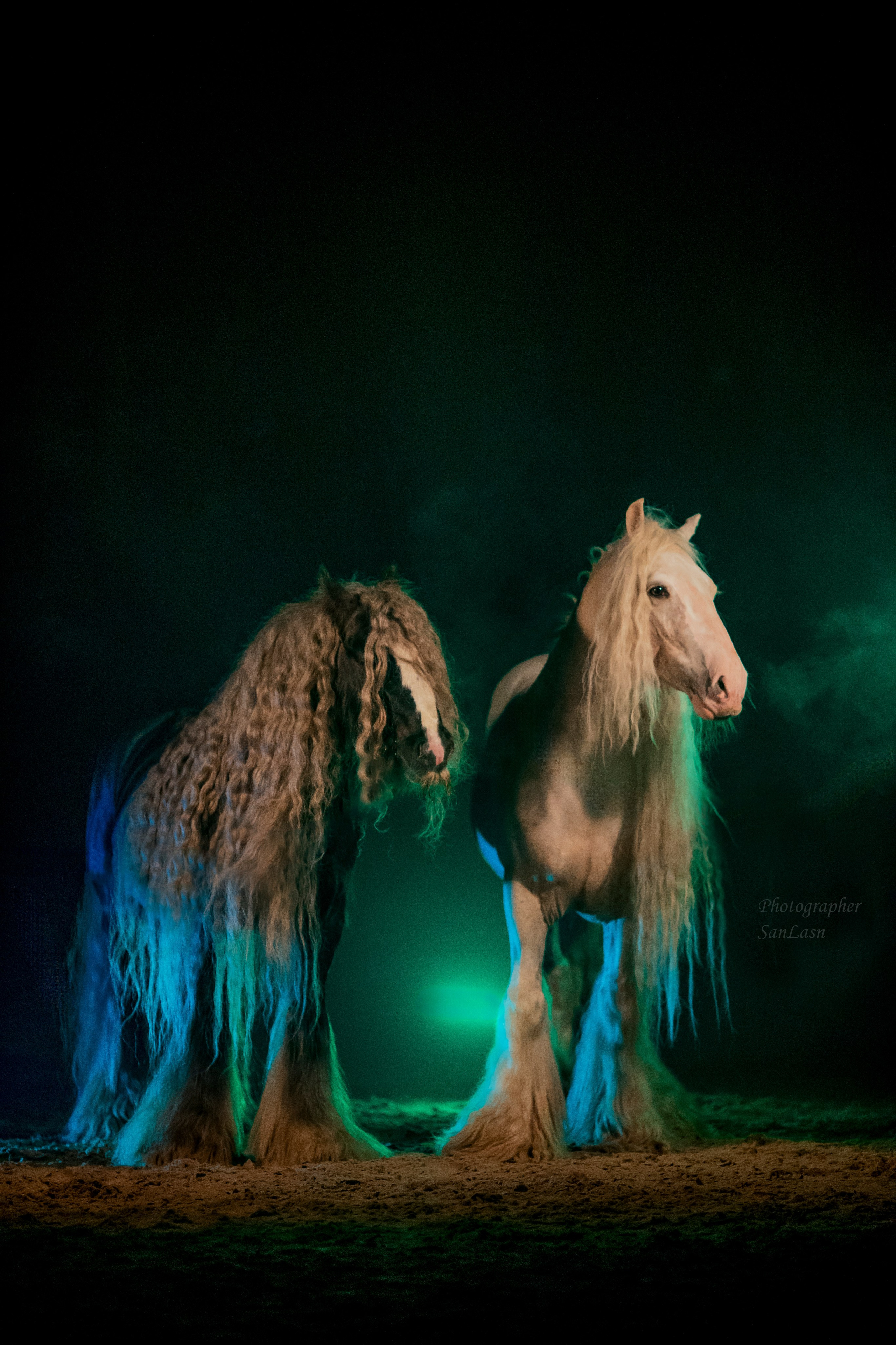 Животные. Фотограф в Москве и в Московской области Сандра