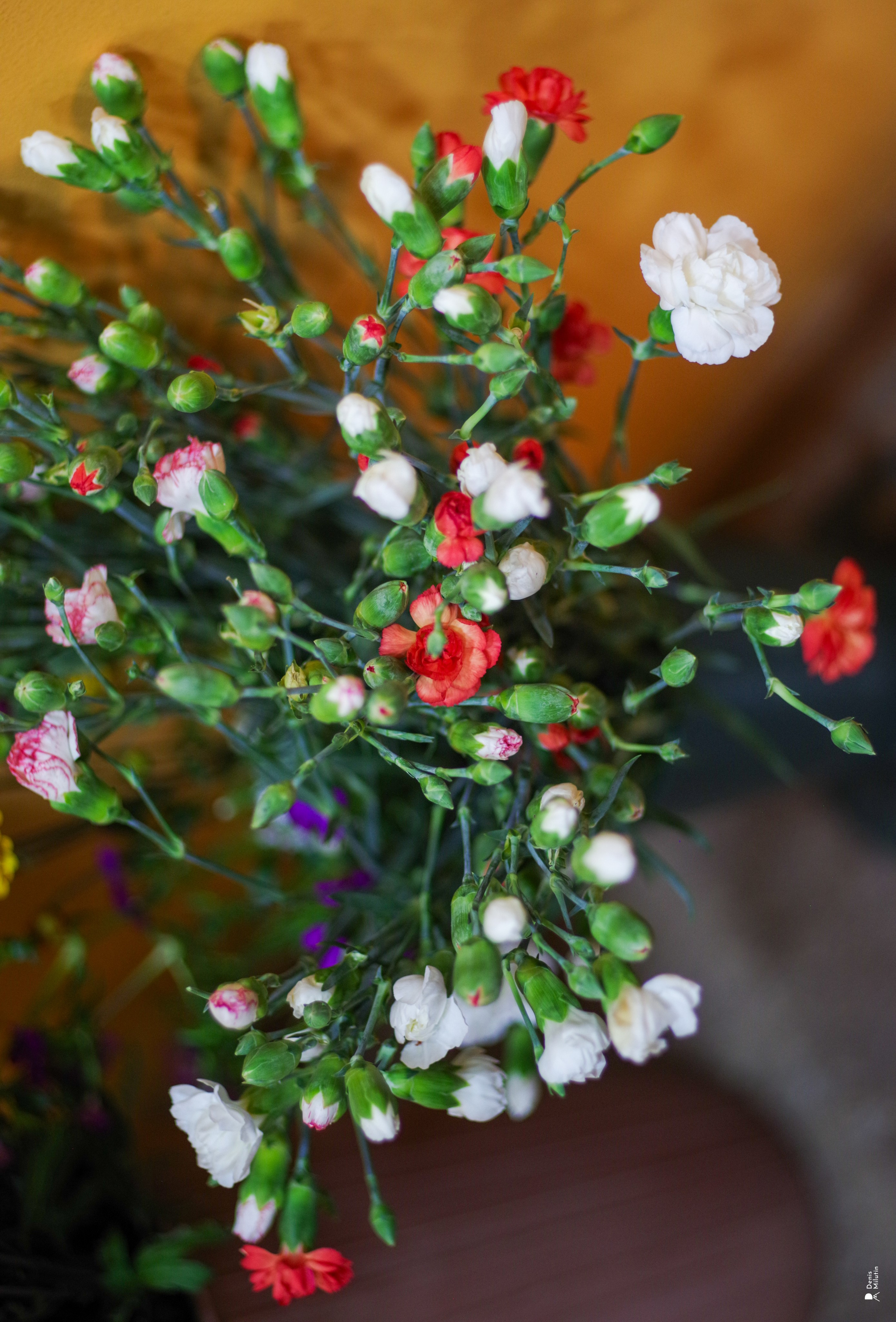 Салон цветов. Портретный фотограф Денис Милютин