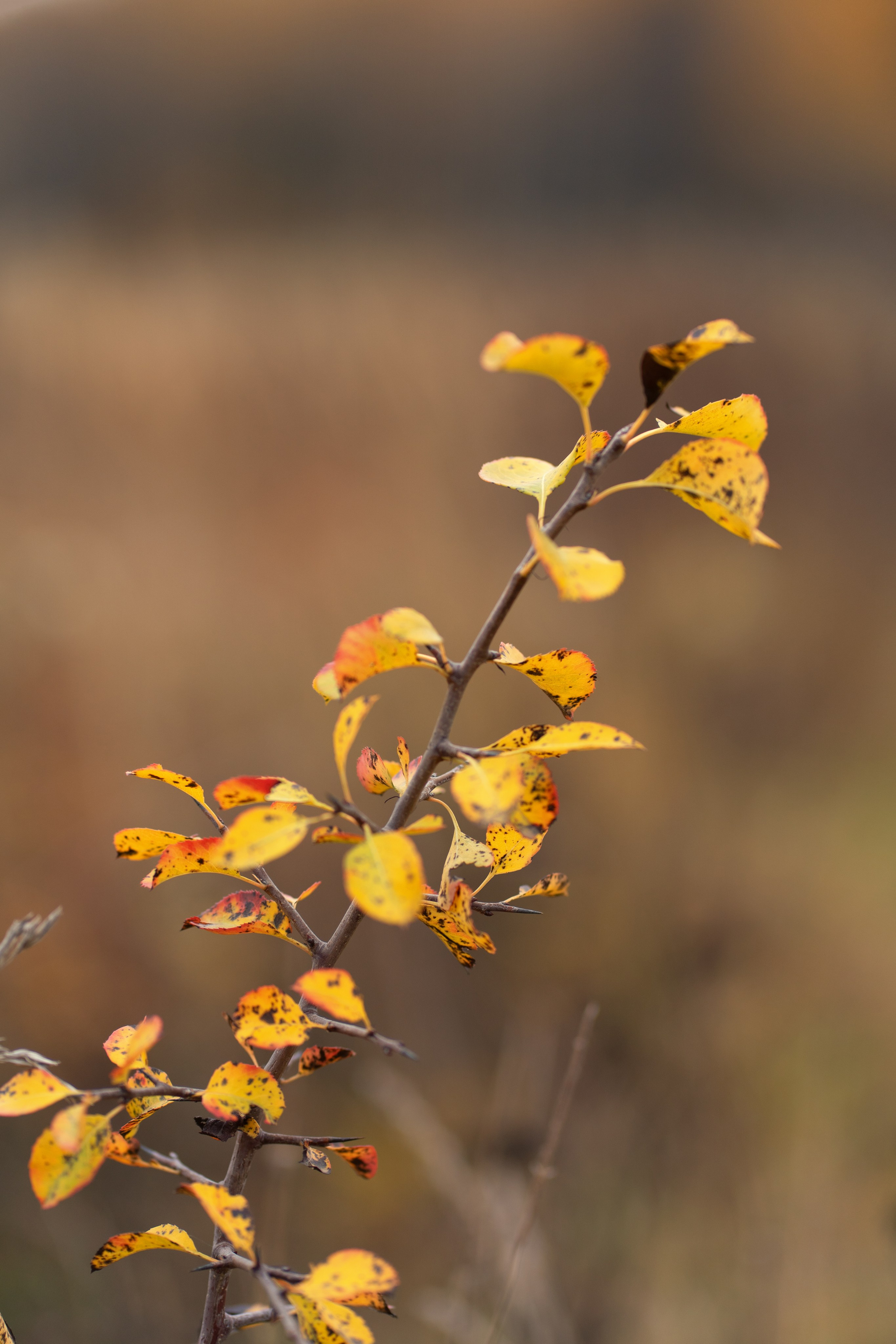 Фотоистория «Золотая осень». Семейный и детский фотограф Фрязино, Щелково Юлия Март