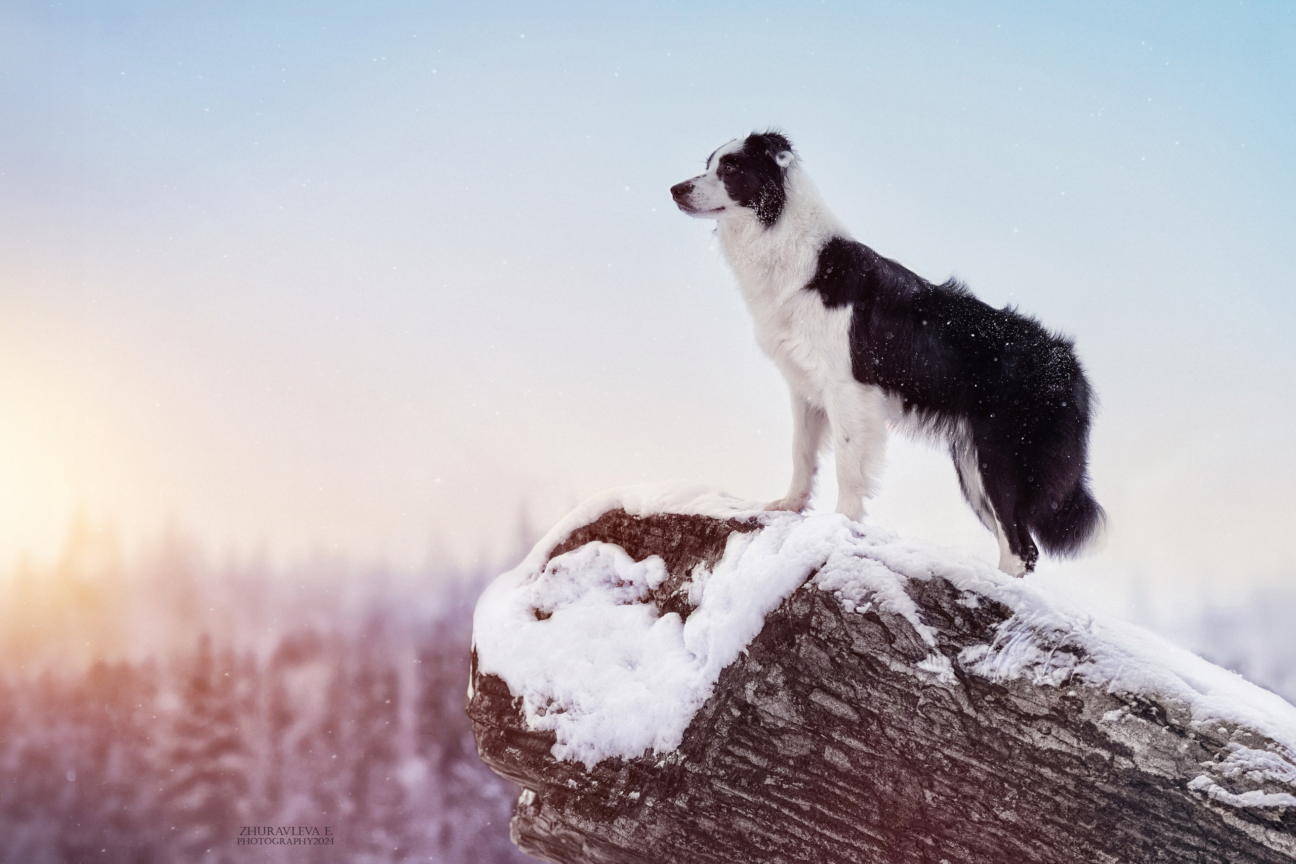 Фотосъемка собаки. Главная