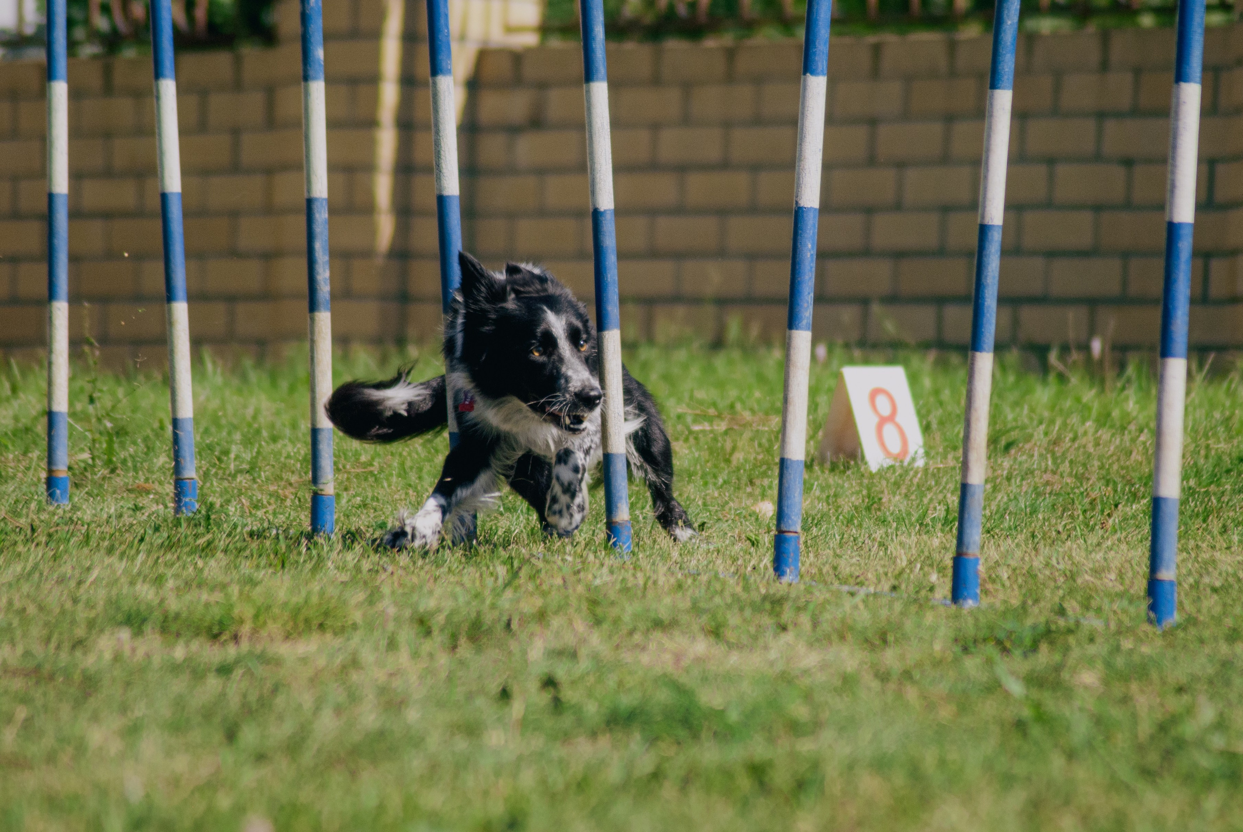 Аджилити. Фотограф в Тюмени Лизавета Сапицкая