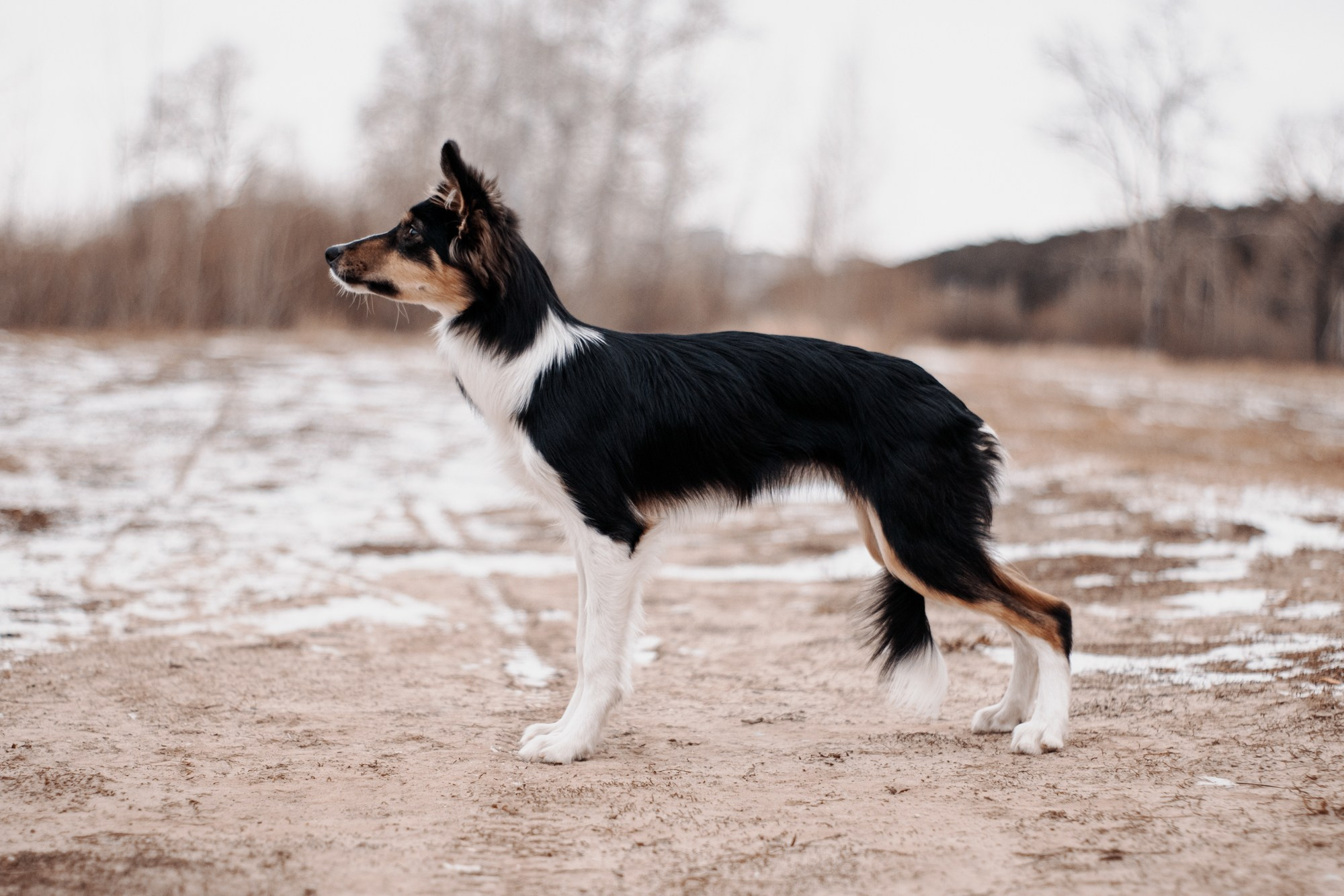 Ярослава и Ронда. Фотограф в Тюмени Лизавета Сапицкая