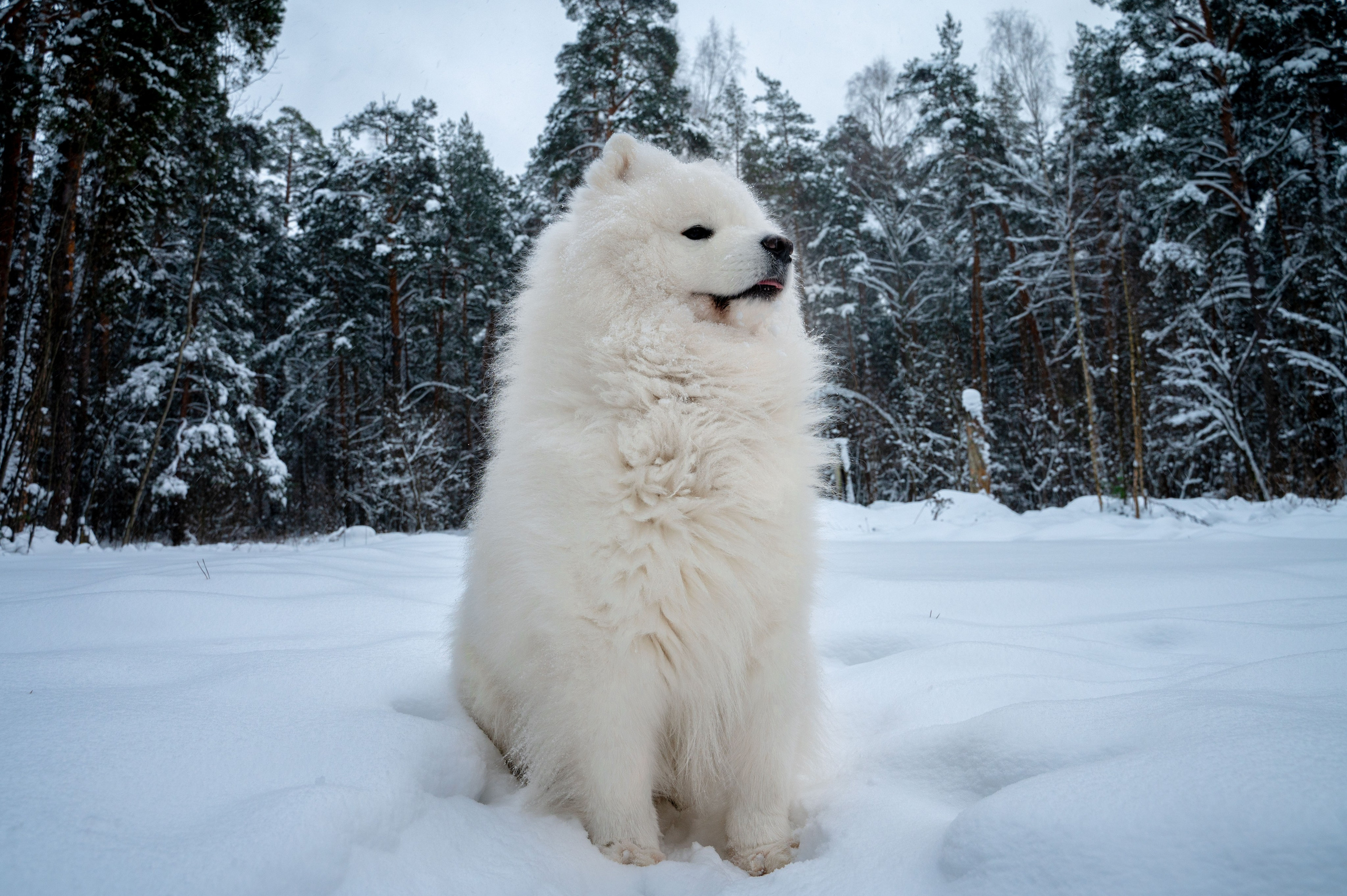 Прогулка с собакой. Зима, лес, Москва. Vadim Nevenglovskii Фотограф в разных жанрах