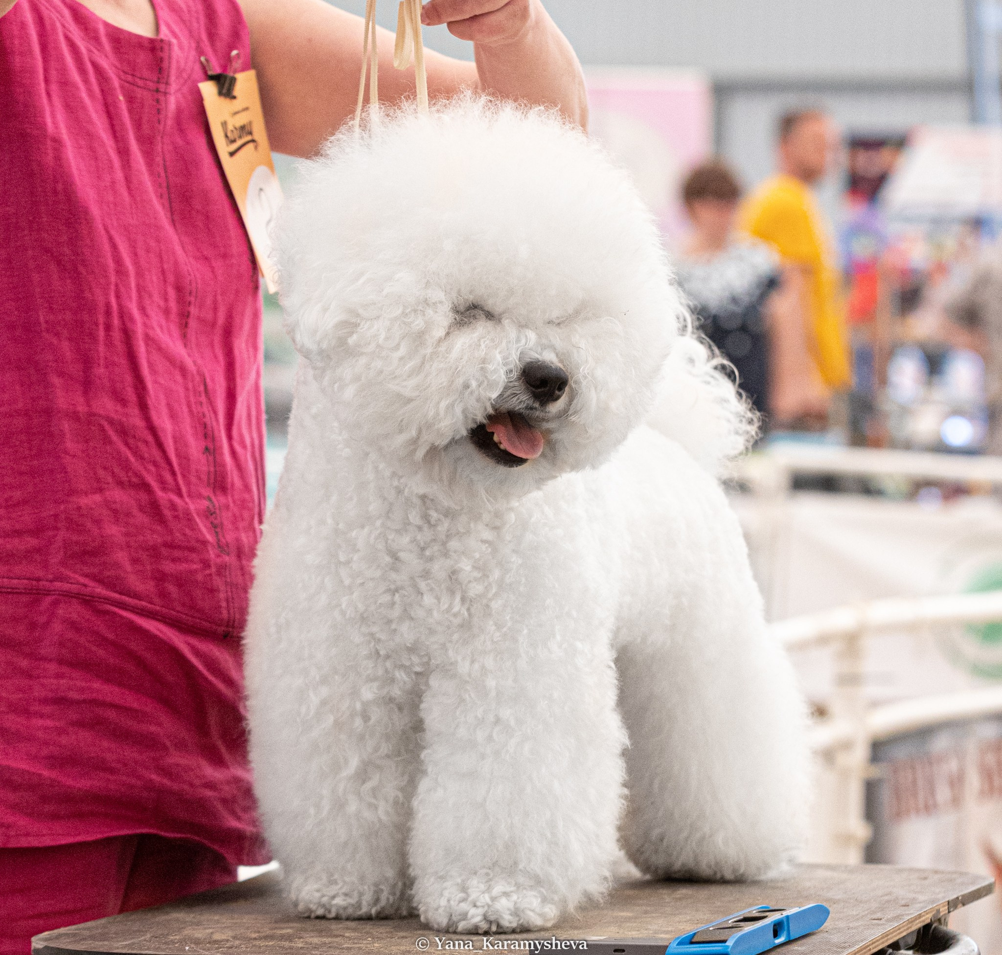 Экстерьерная, ринговая. Yana Karamysheva Animal Photo
