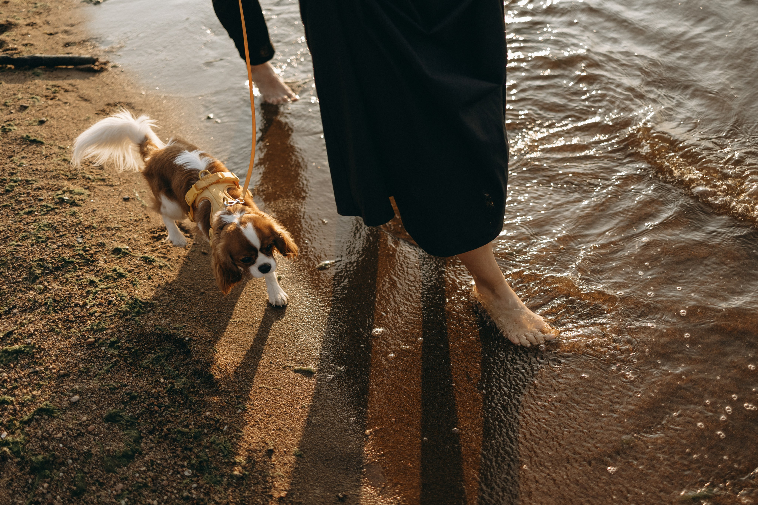 Лу и его семья. Фотограф — Анималист | Санкт-Петербург