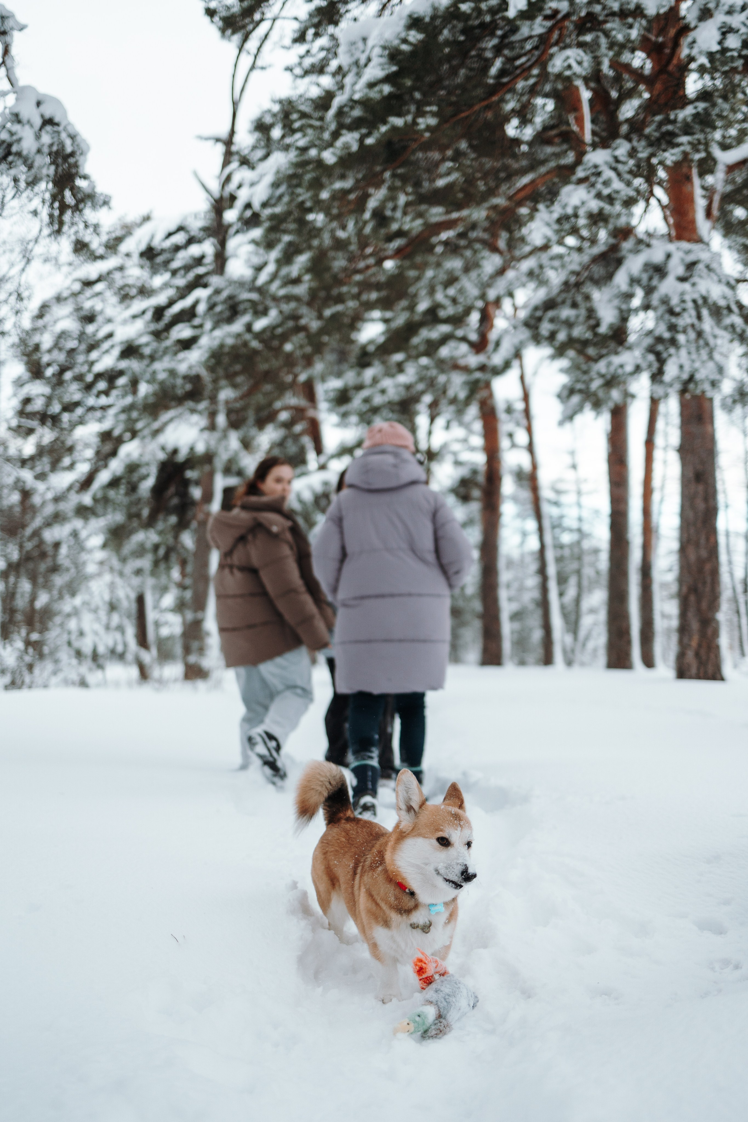 Оливка и ее семья. Фотограф — Анималист | Санкт-Петербург