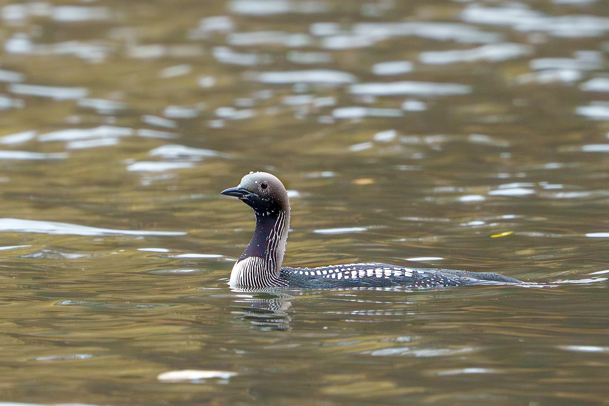 Удивительные мир птиц. Вокруг нас столько прекрасного — присмотритесь!. Ваш личный фотограф Марина Волкова