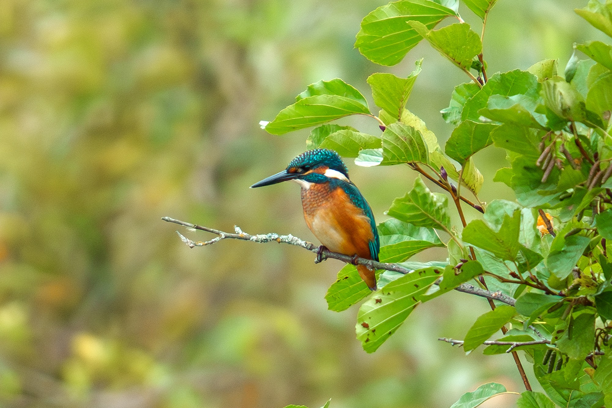 Удивительные мир птиц. Вокруг нас столько прекрасного — присмотритесь!. Ваш личный фотограф Марина Волкова
