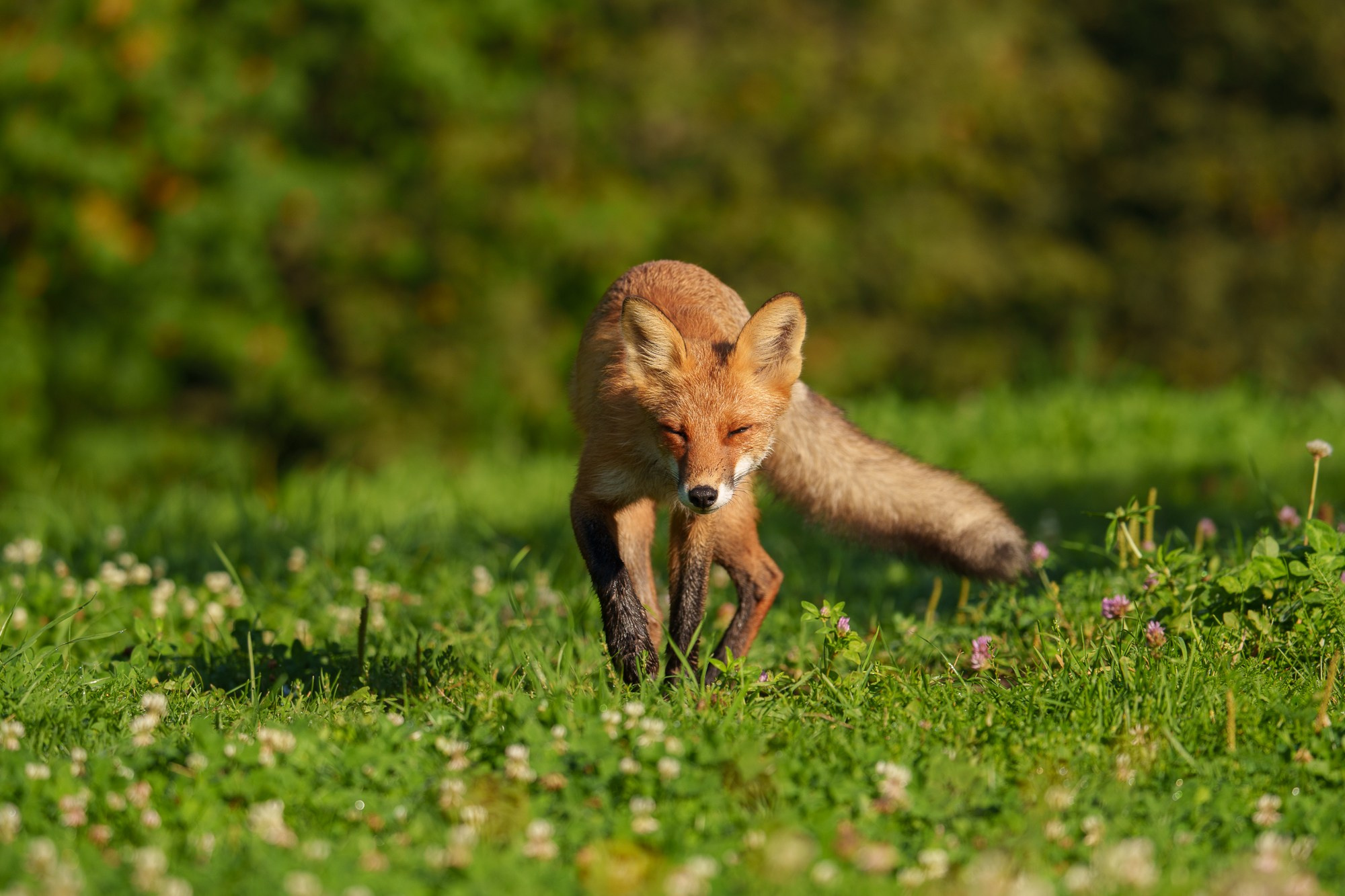 Животные. Ваш личный фотограф Марина Волкова