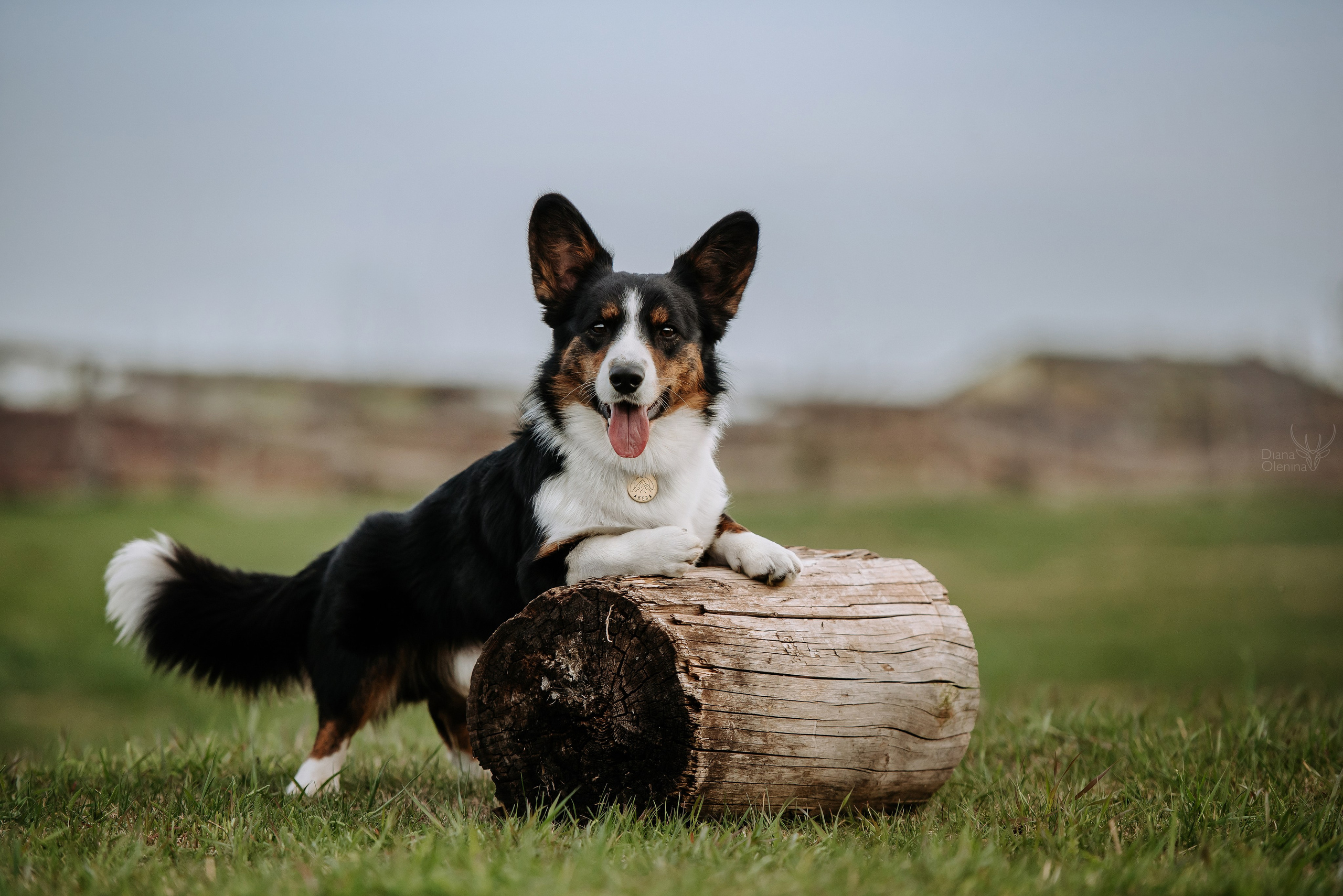 Собаки уличные. Фотограф Диана Оленина Красноярск / Братск