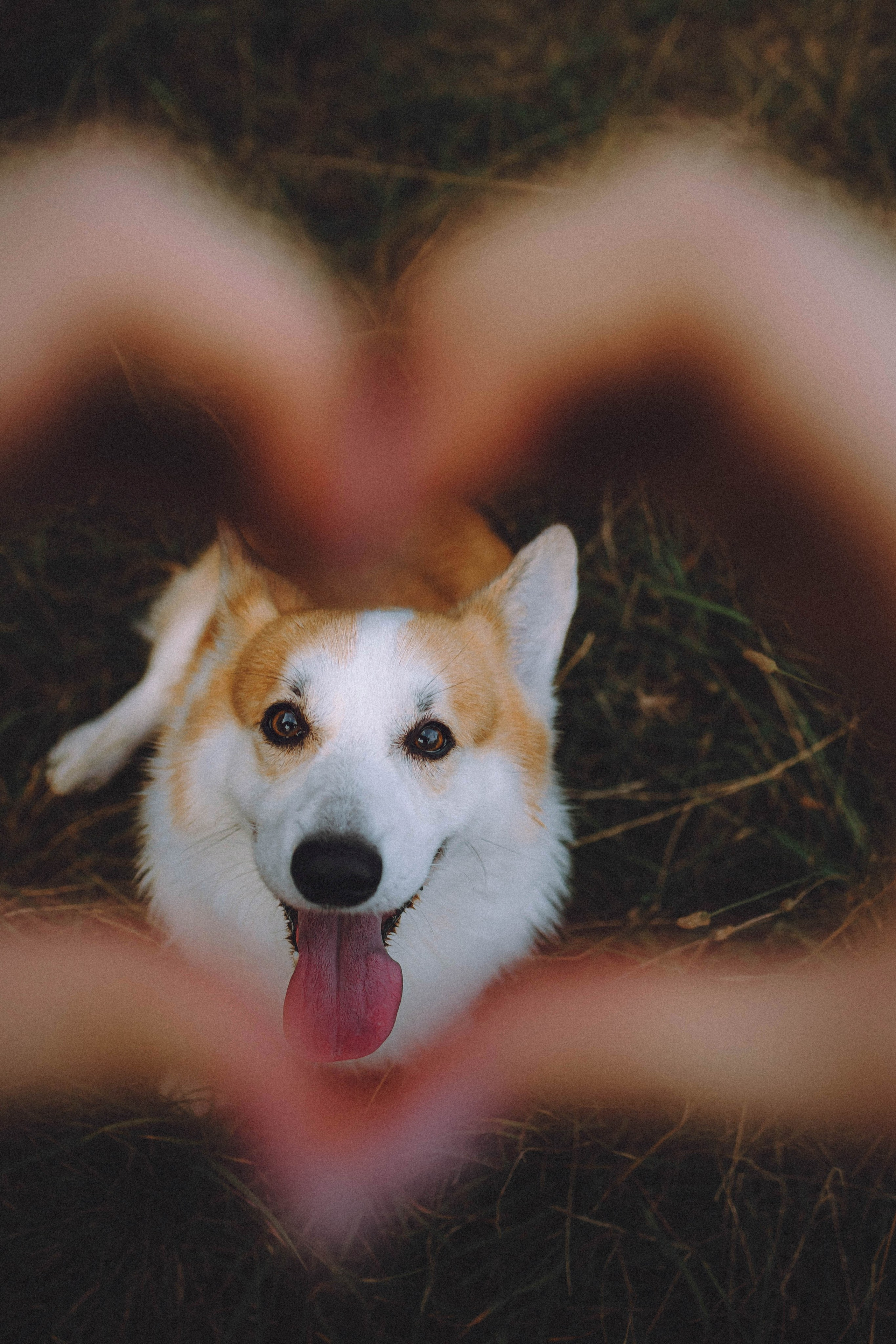 Арчи и его семья