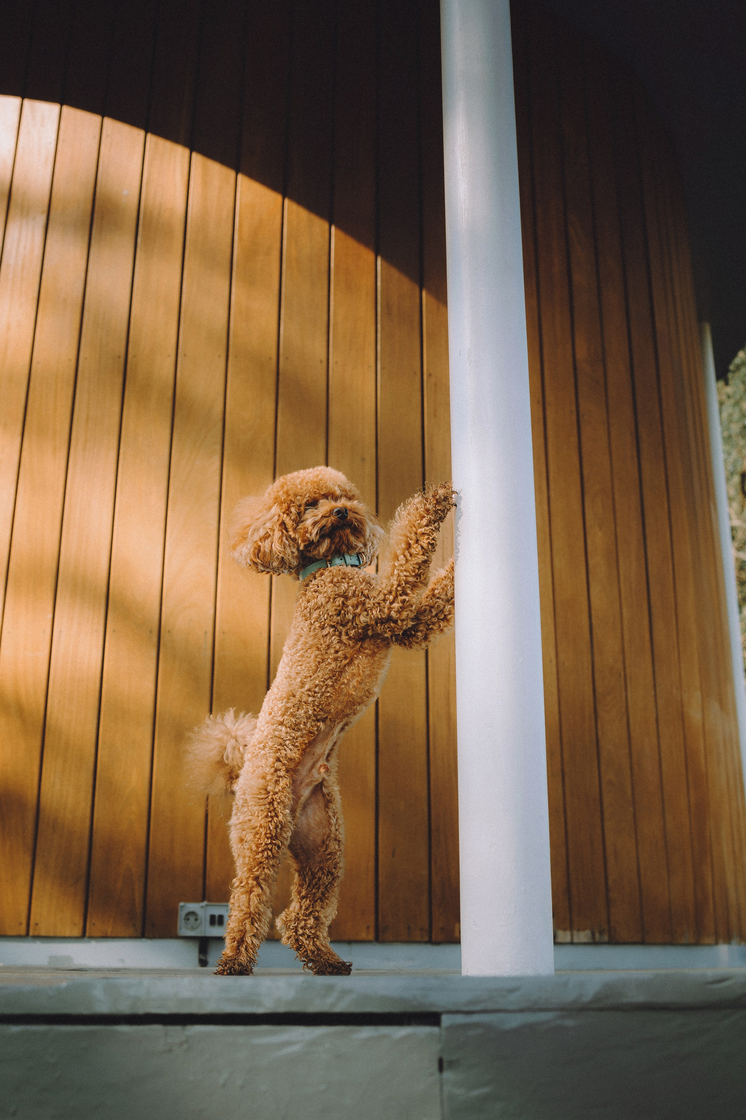 Марья и Буба