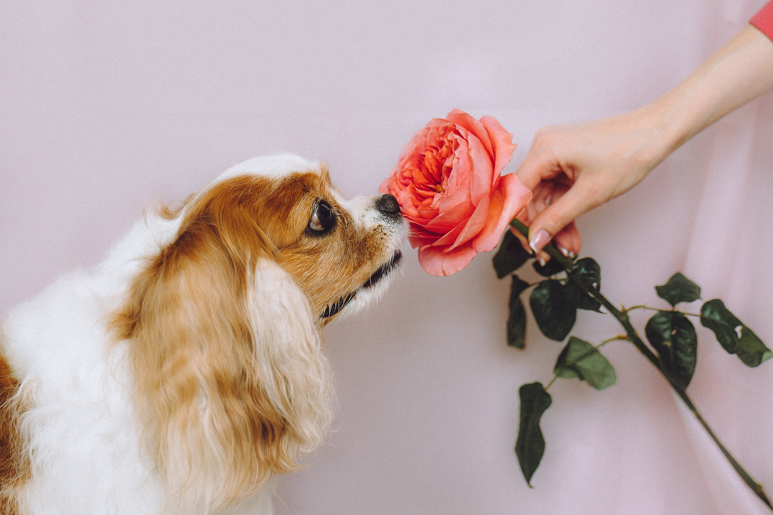 Наташа и Вики