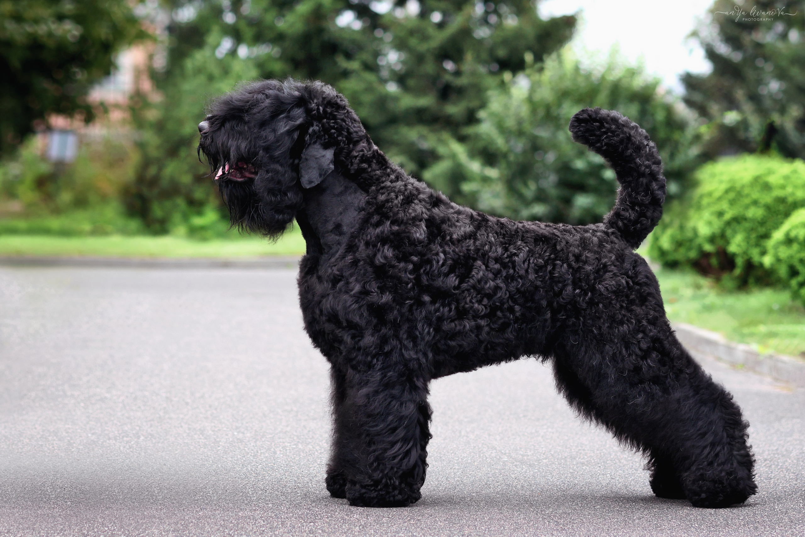 РЧТ. Фотограф анималист Аня Ливанова | Рыбинск