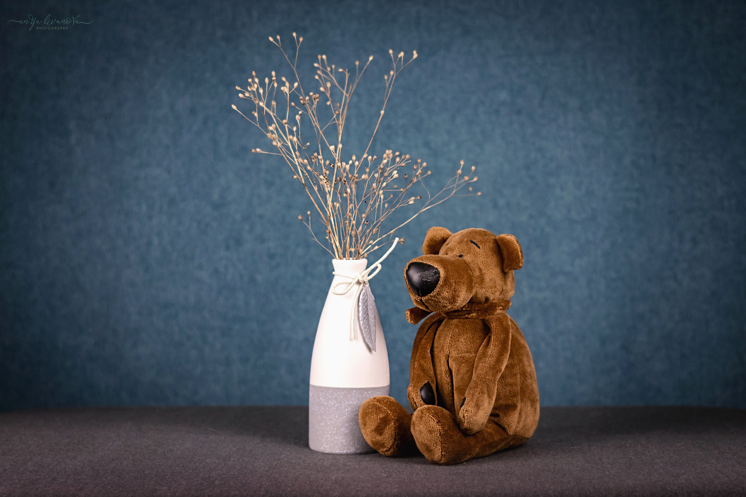 Бирюзовый фон. Фотограф анималист Аня Ливанова | Рыбинск