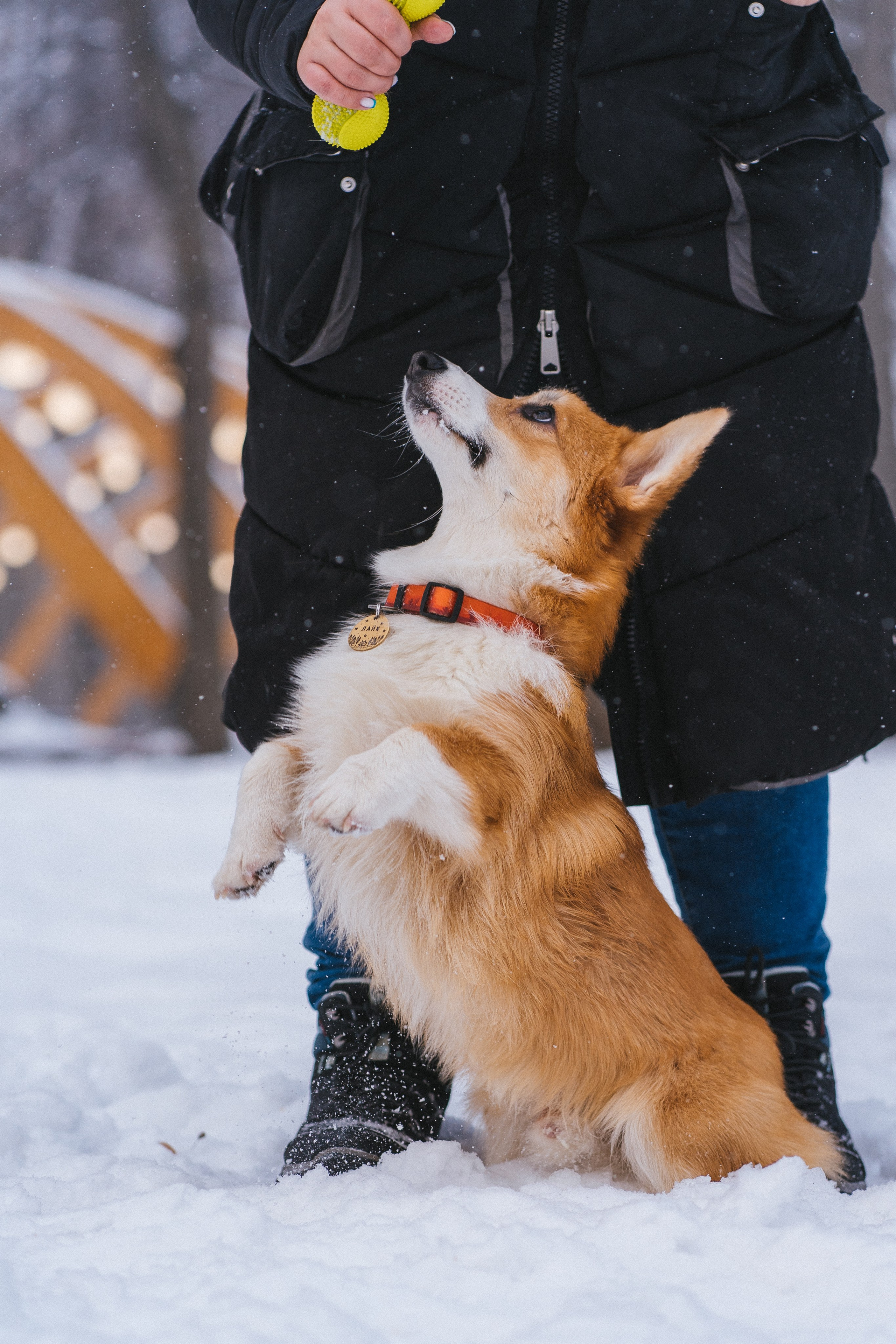 Агата и Лайк. Свадебный фотограф в Москве Анна Полушина